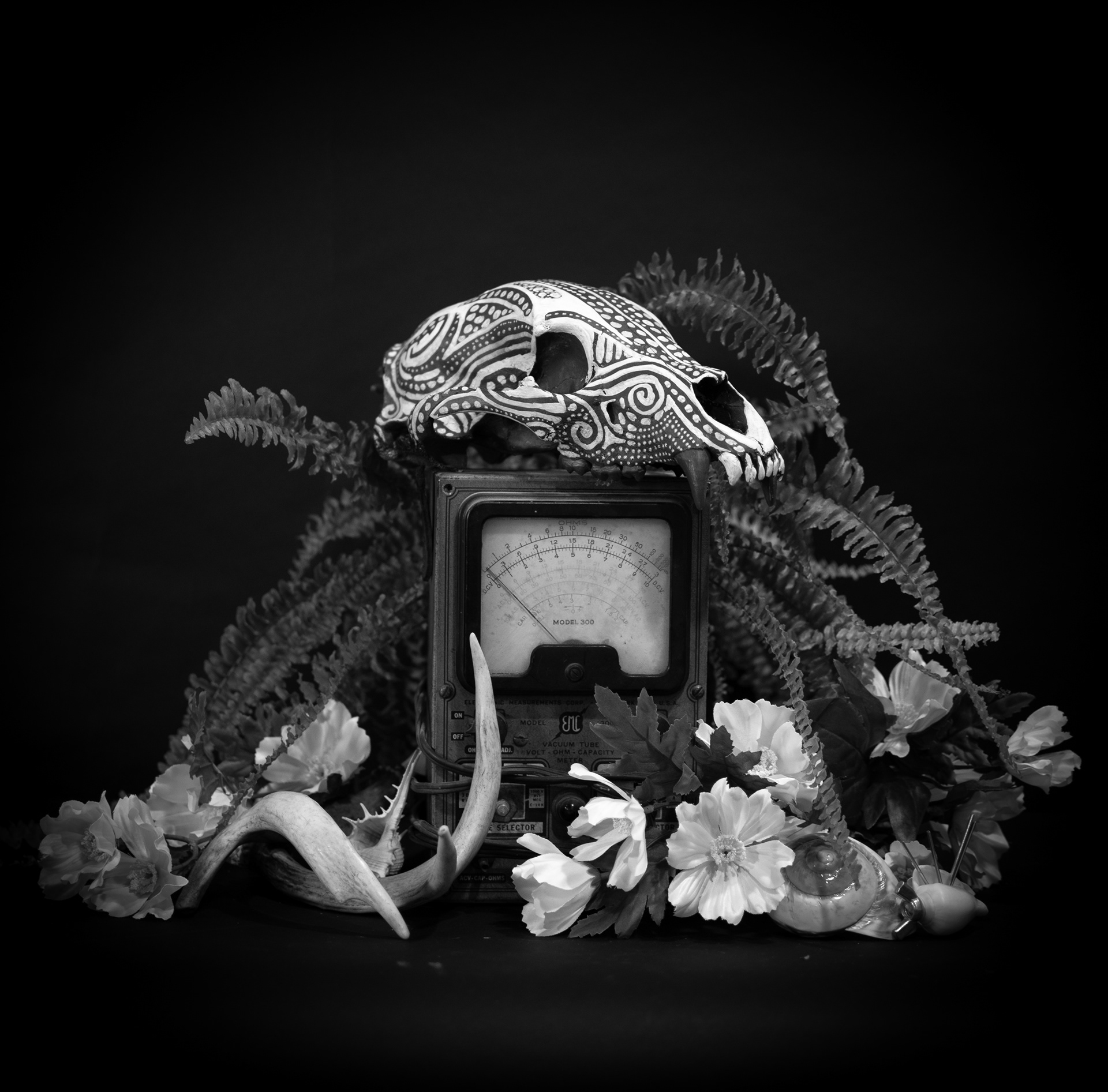 Still Life Skull #1