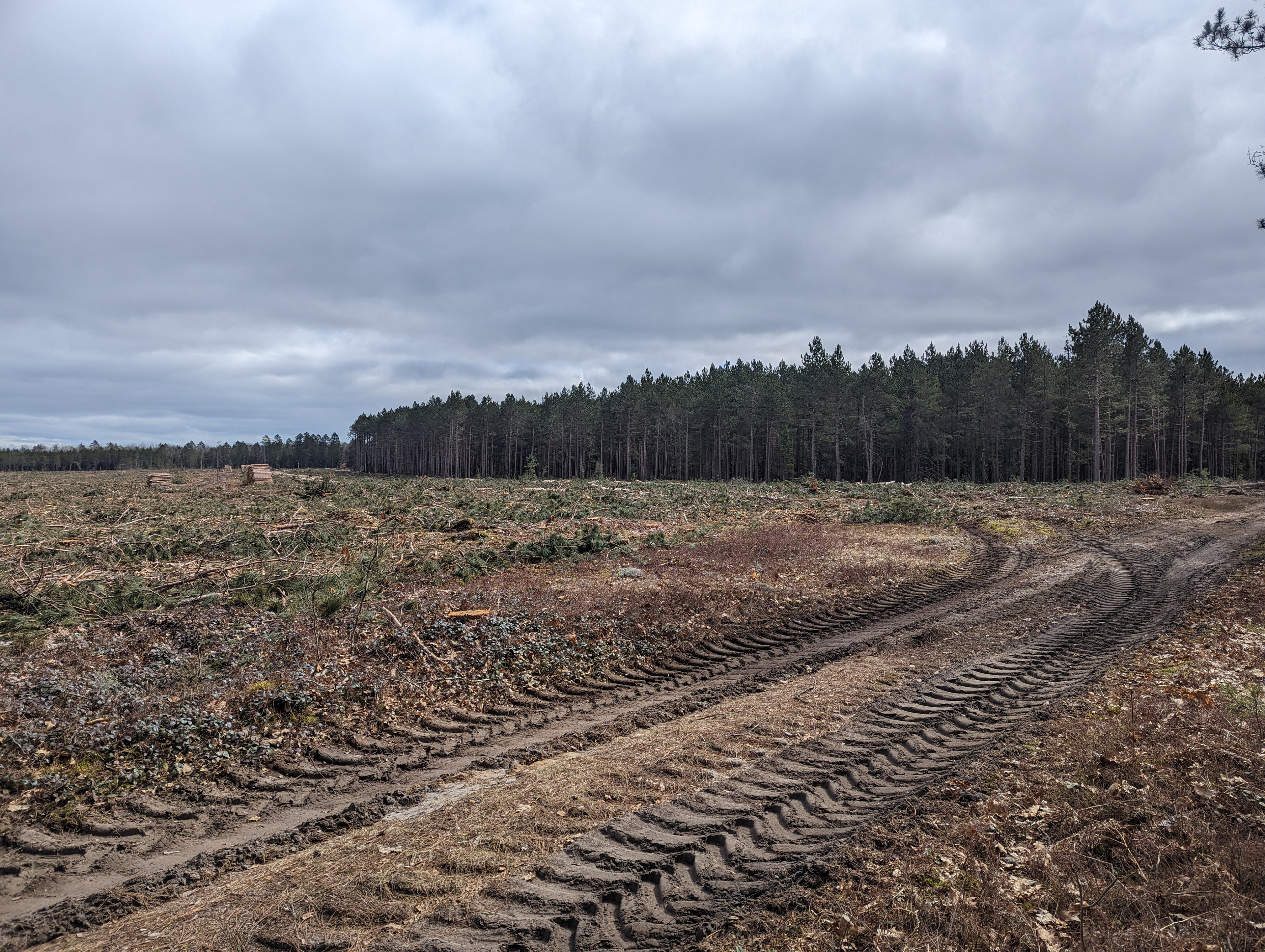 Presque Isle Timber Harvest 2