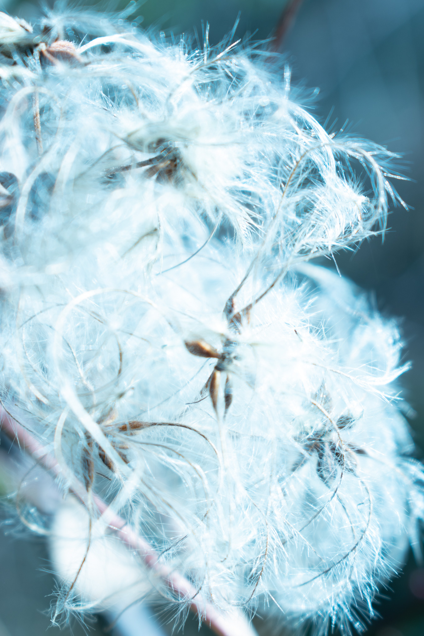 Seed.6