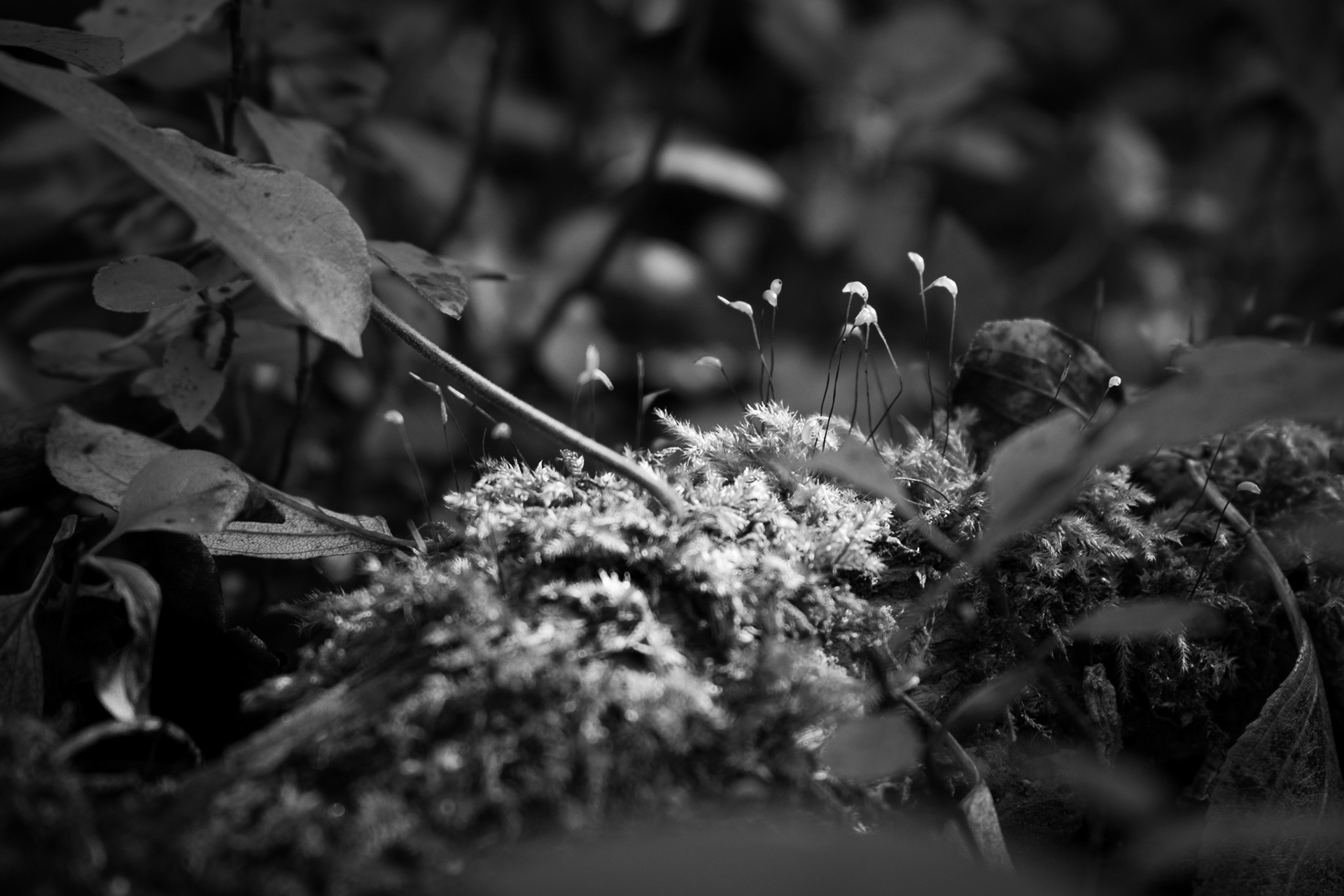 Moss.2