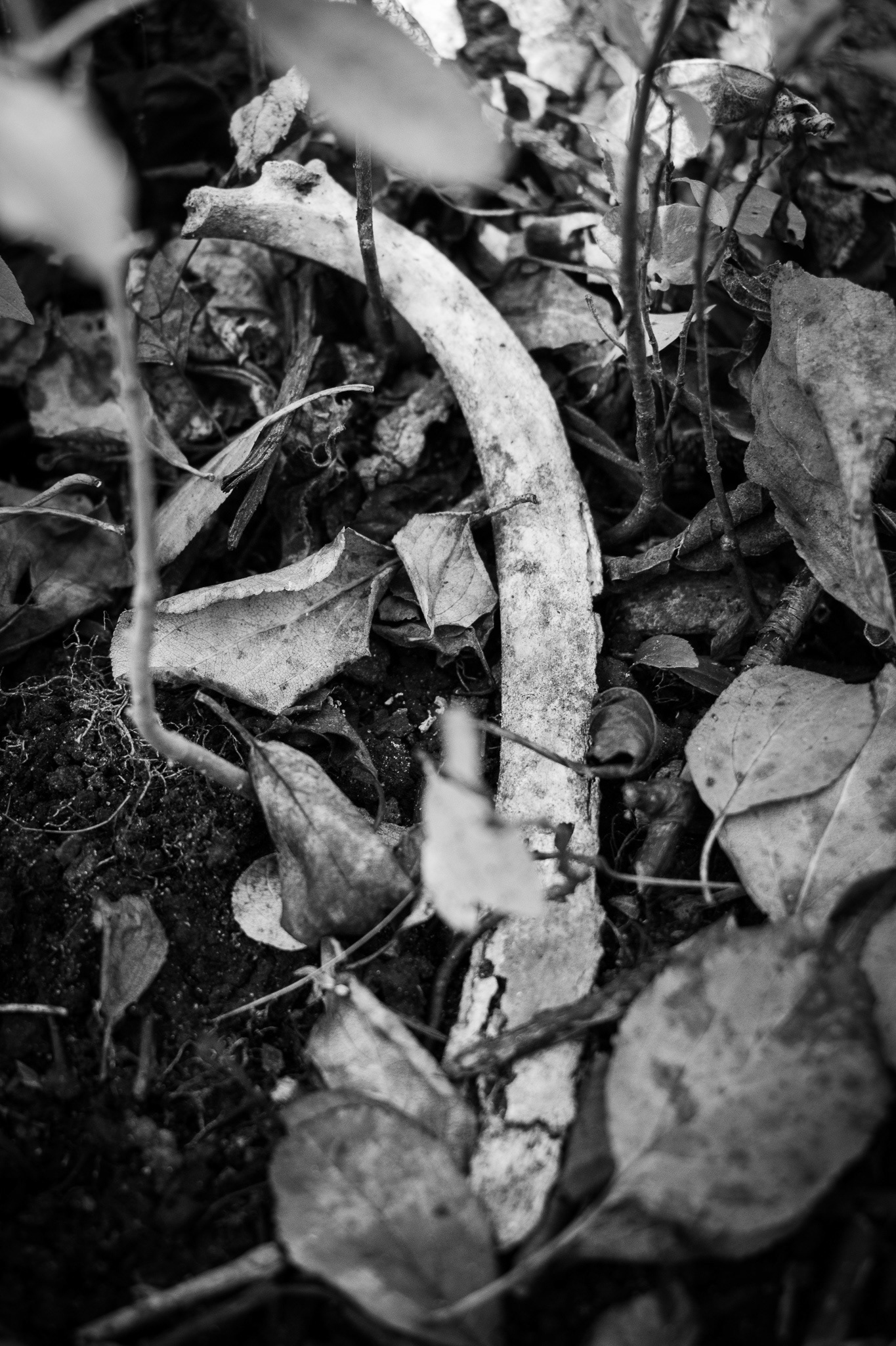 Groundcover.5