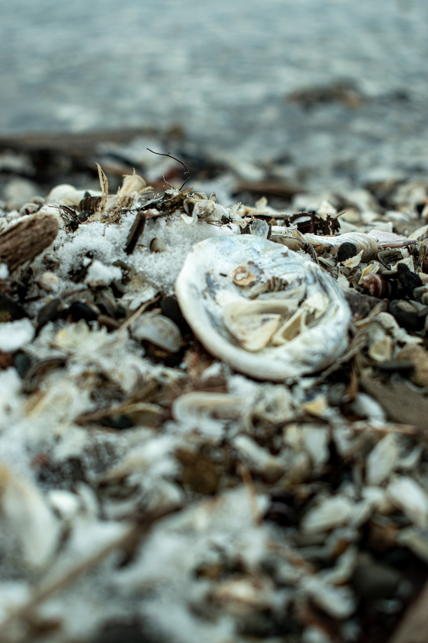 Clam.3