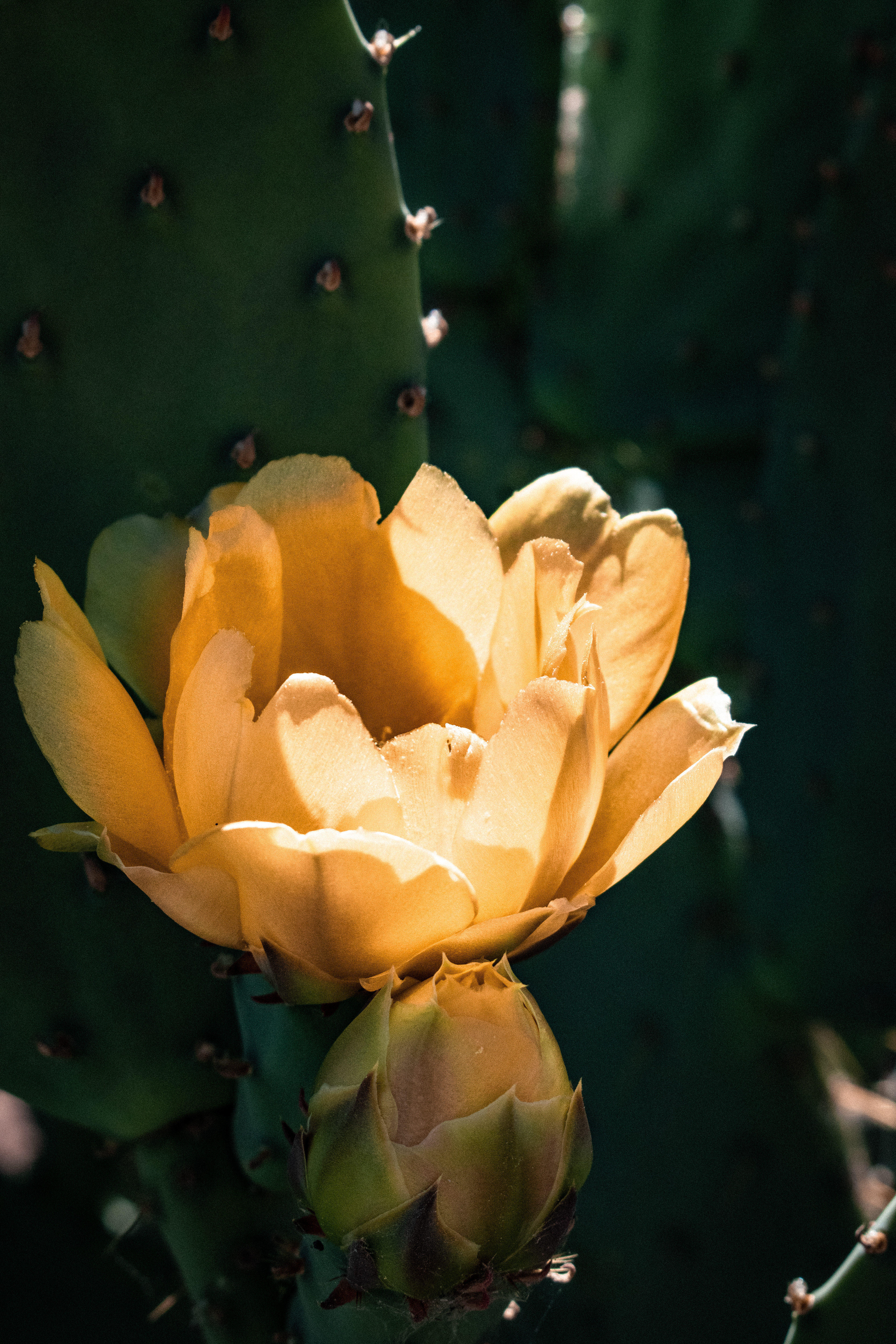 Nopales