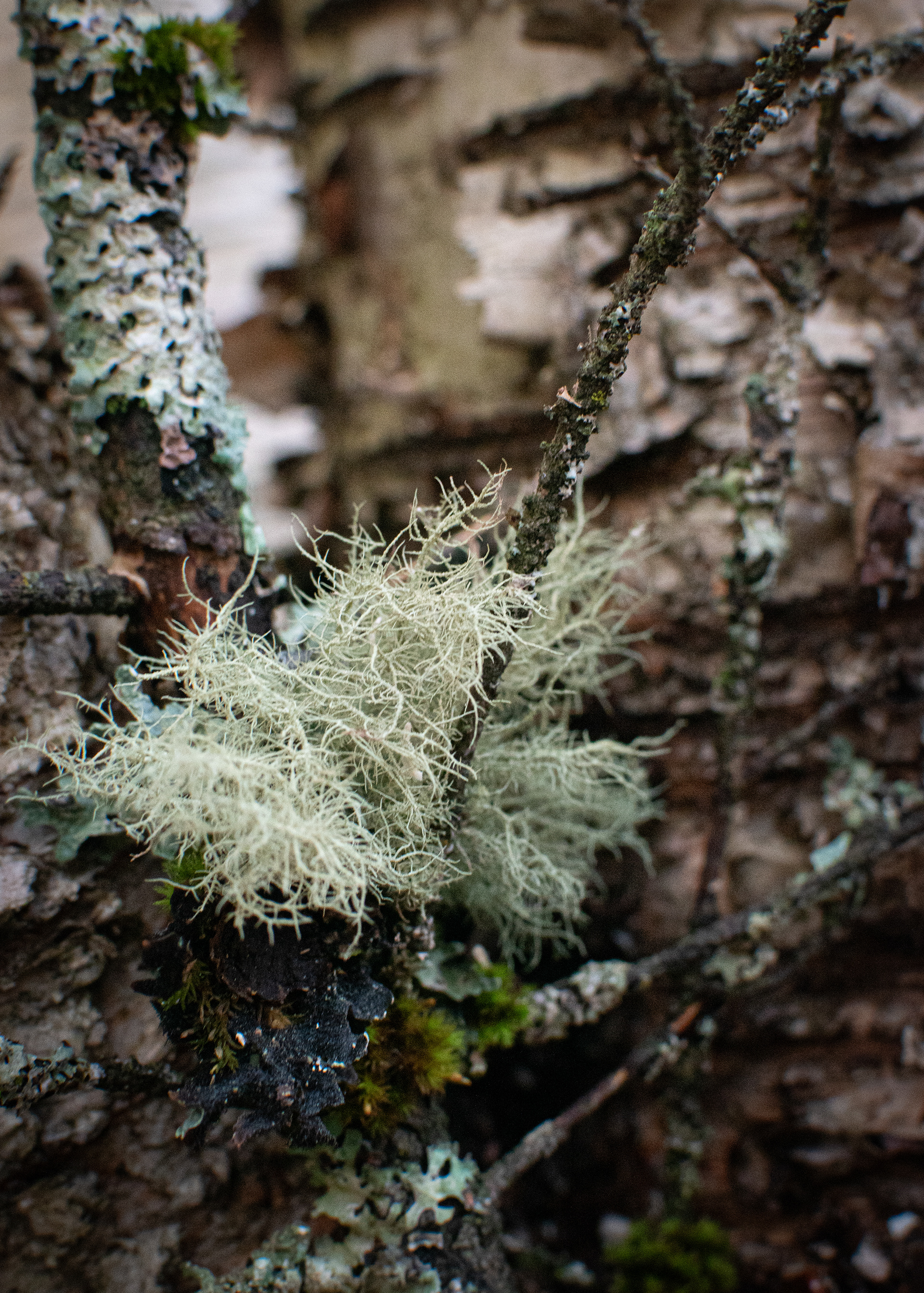 Lichen on Birch log