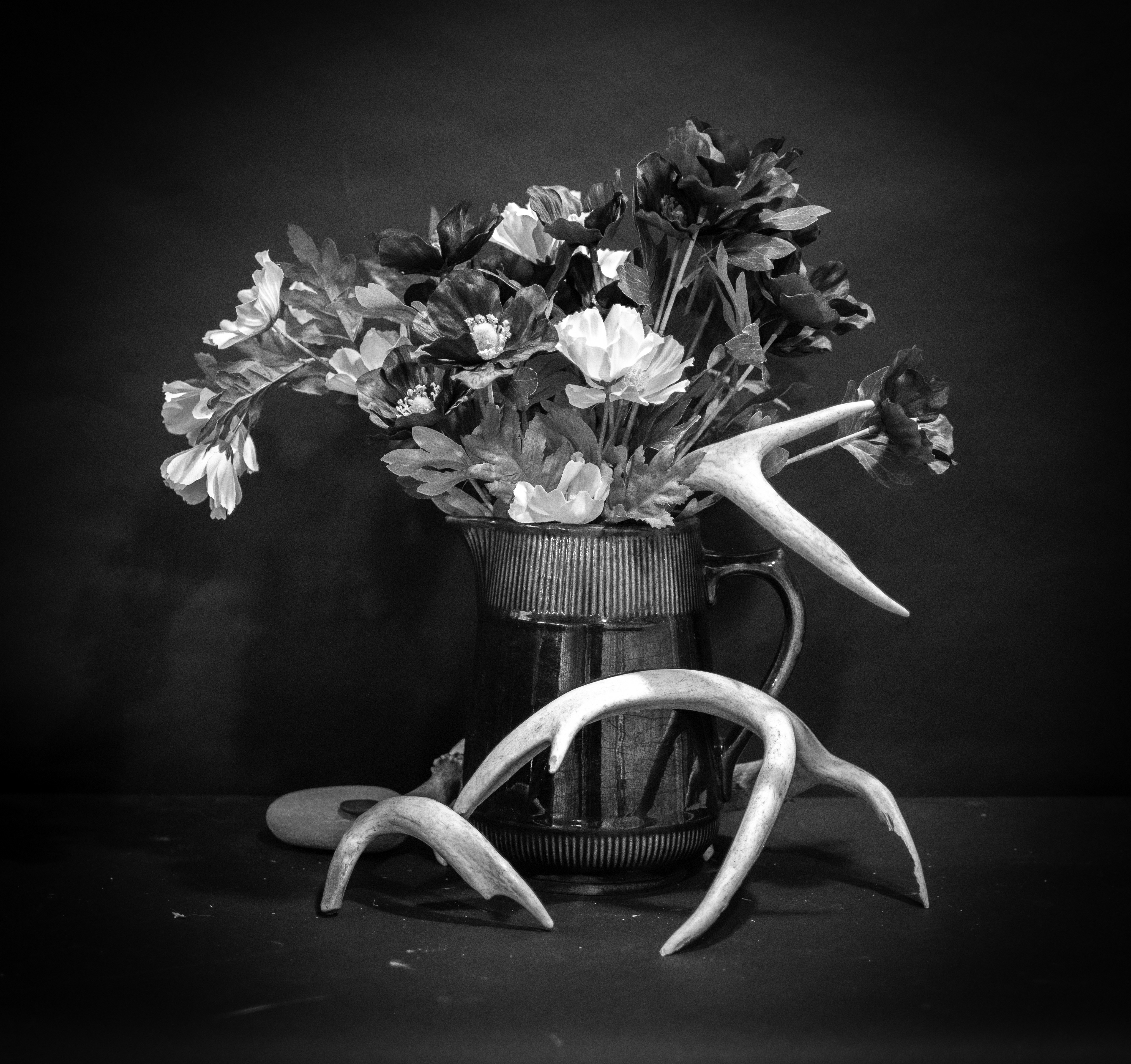 Still Life Antlers #2