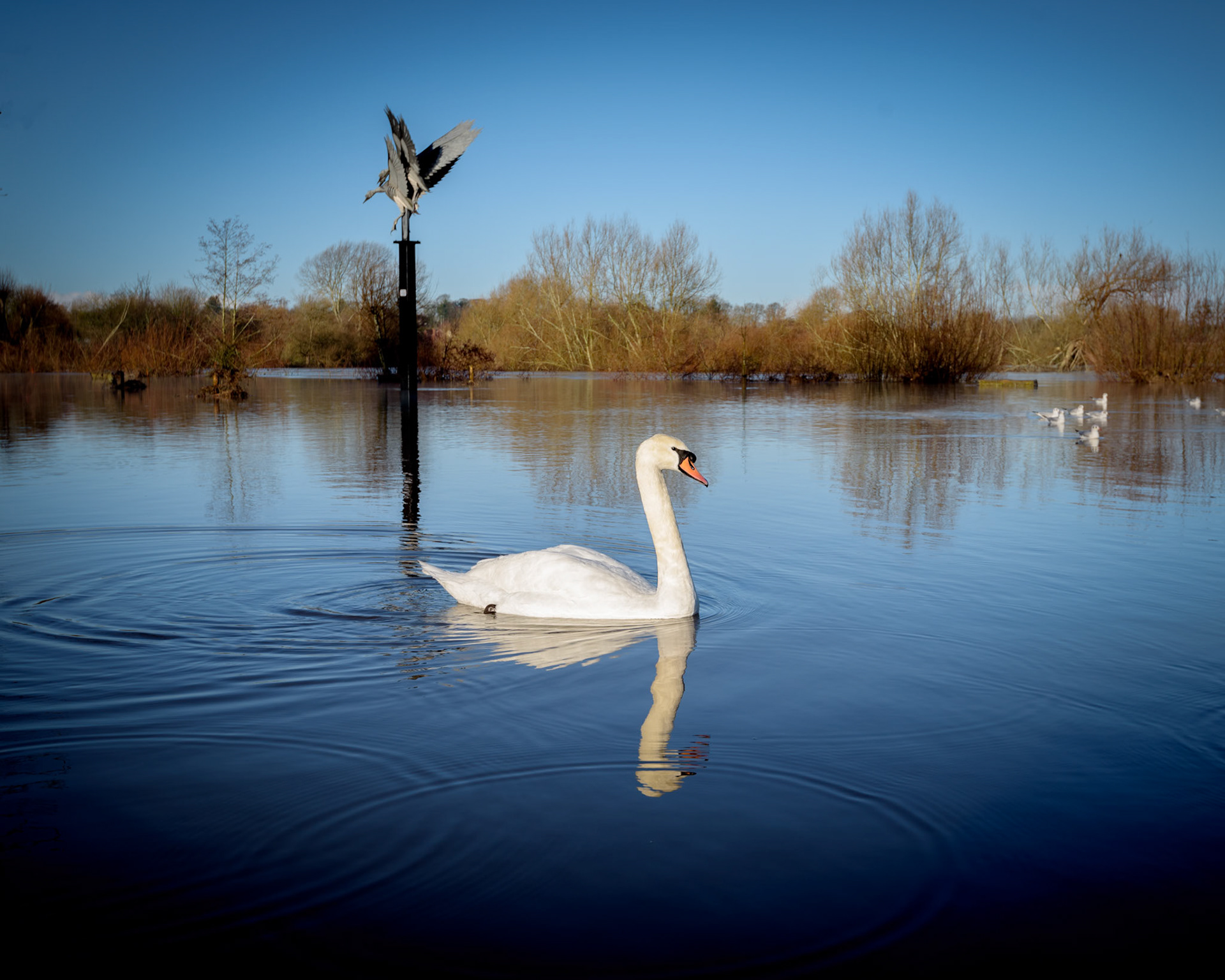 swan lake