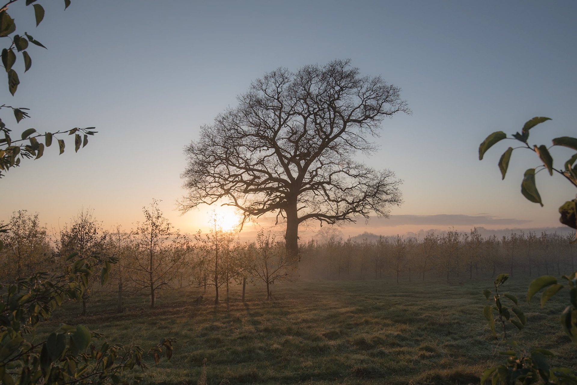 frosty morning