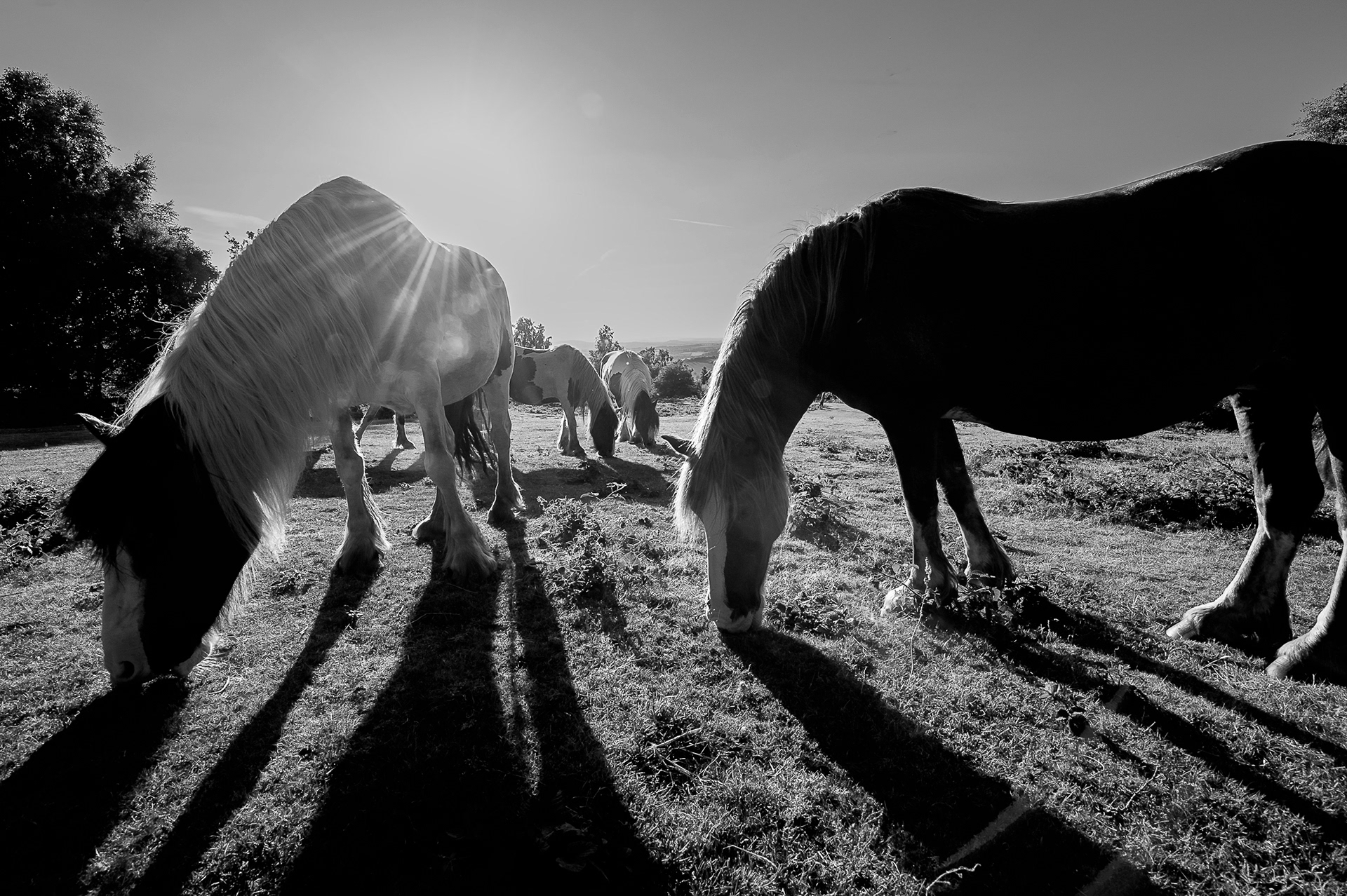 A horse with no name