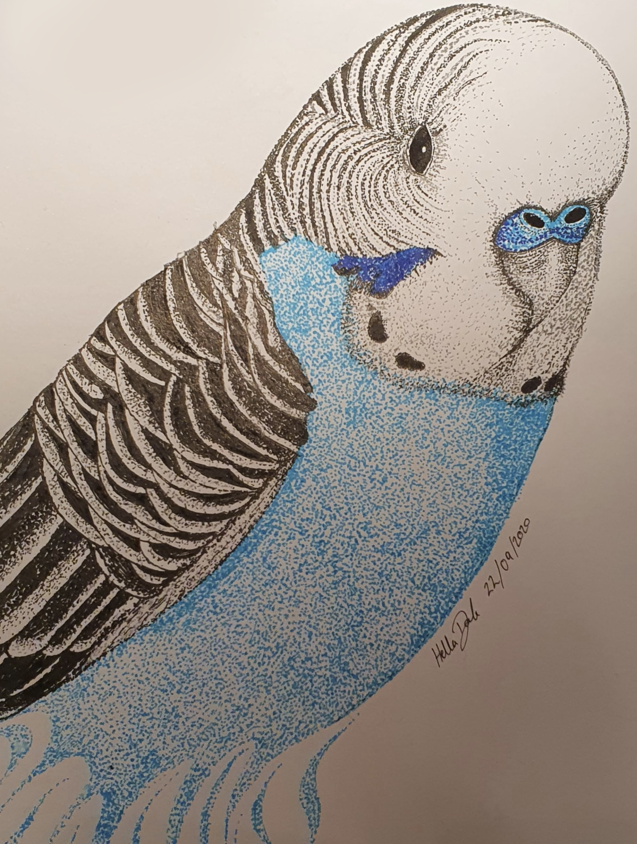 A4 Bust Budgie