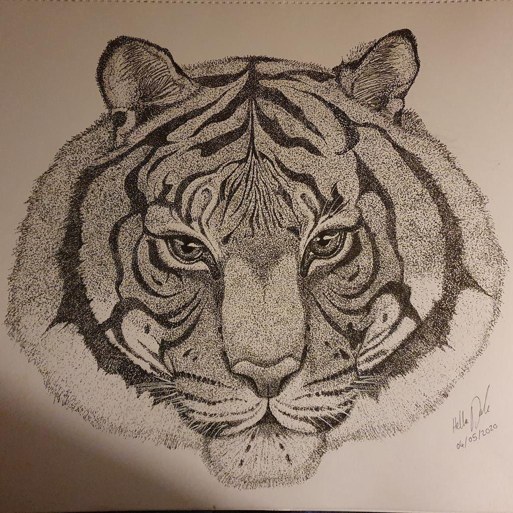 A3 Tiger