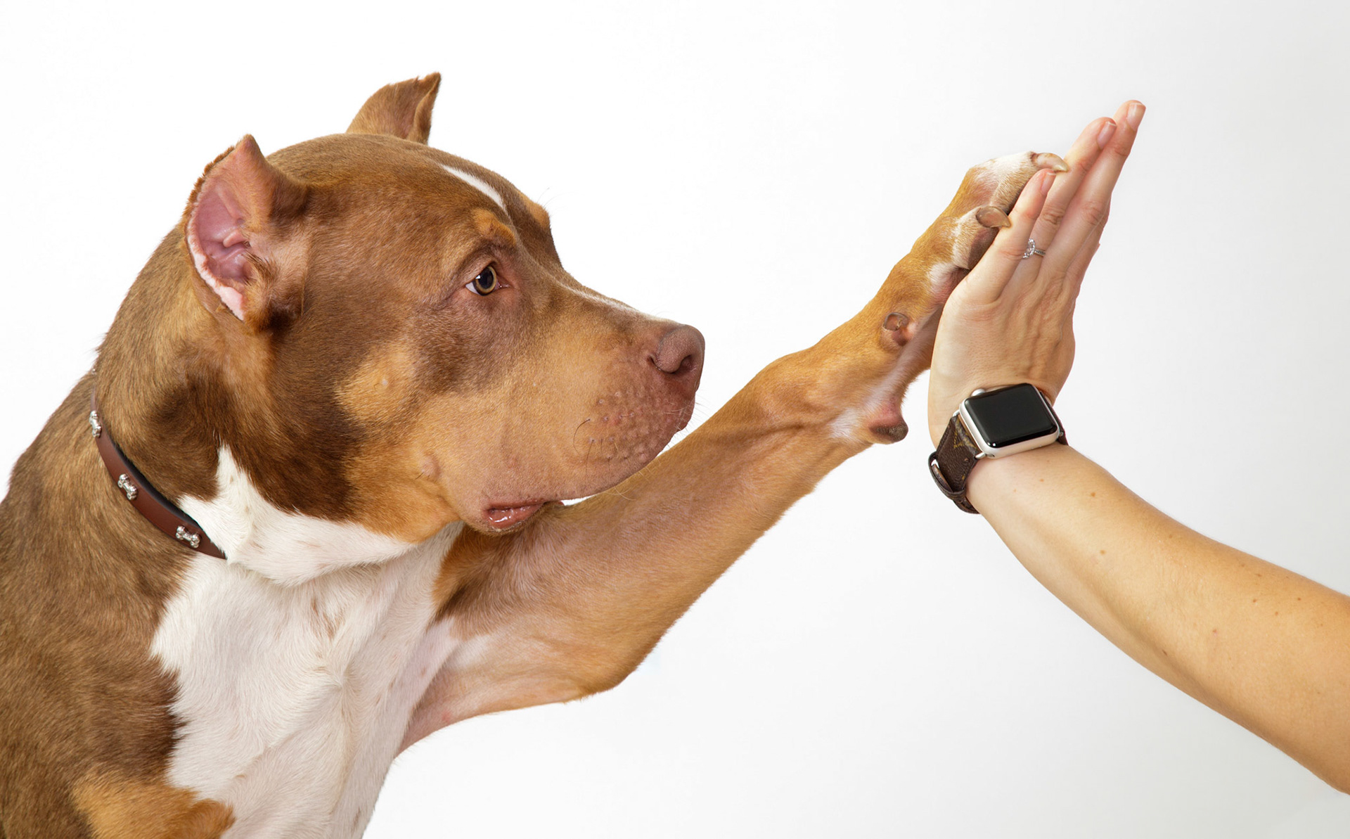 Red Pitt Bull Dog giving high five to hand
