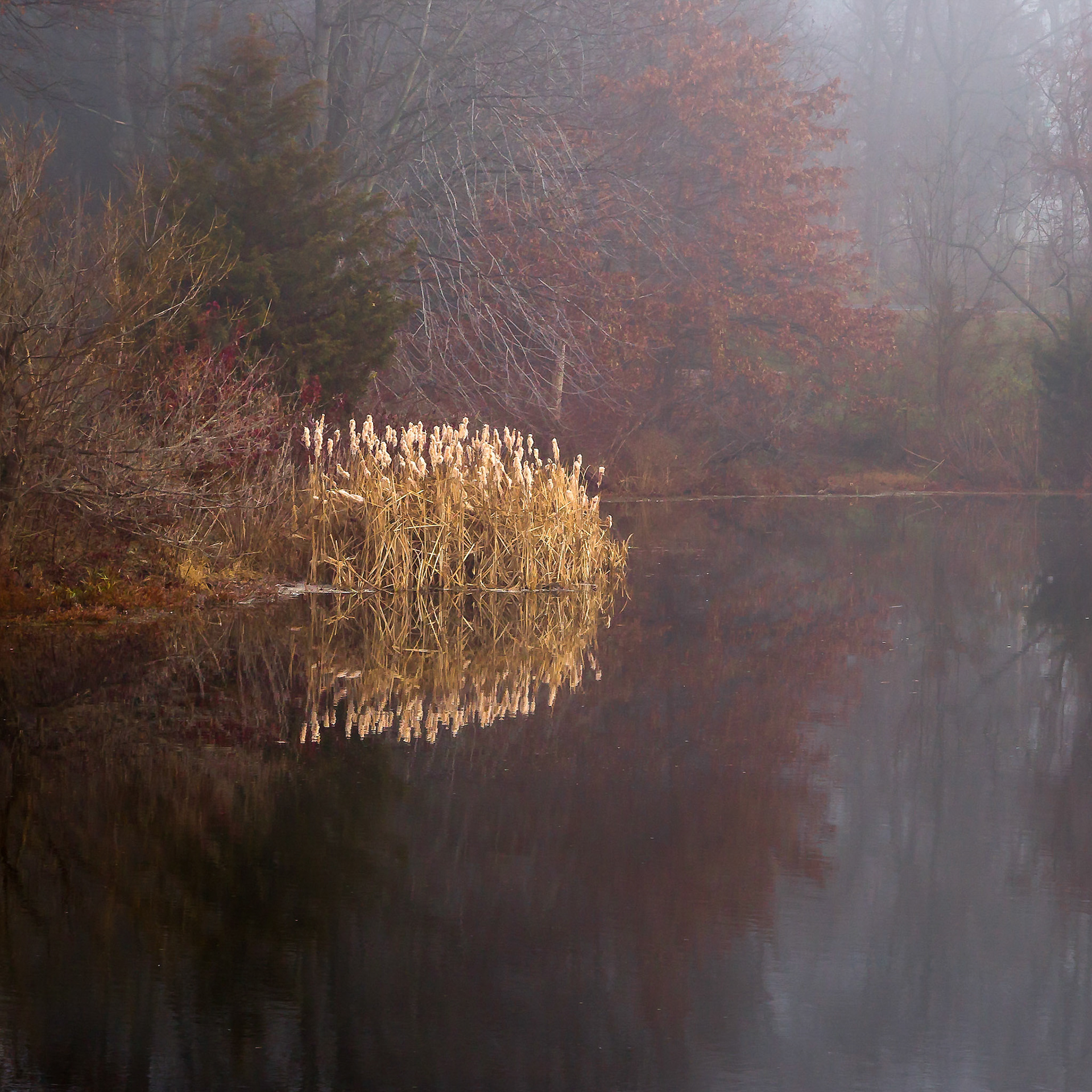 Cattails in the Mist - Somerset, New Jersey