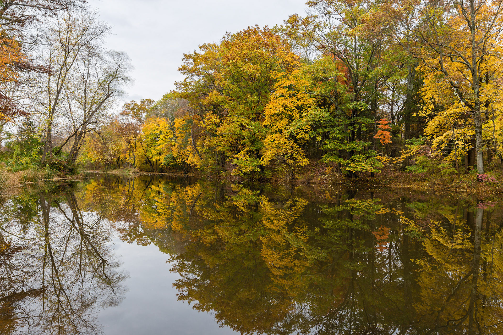 Turning to Fall - Somerset, New Jersey