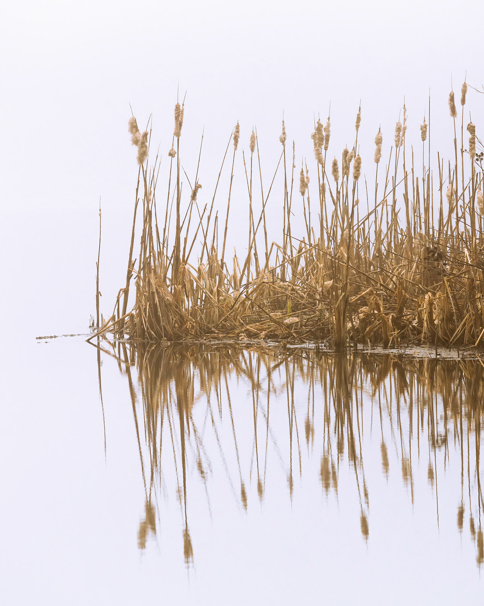 Cattail Reflections - Spooky Brook Pond, New Jersey
