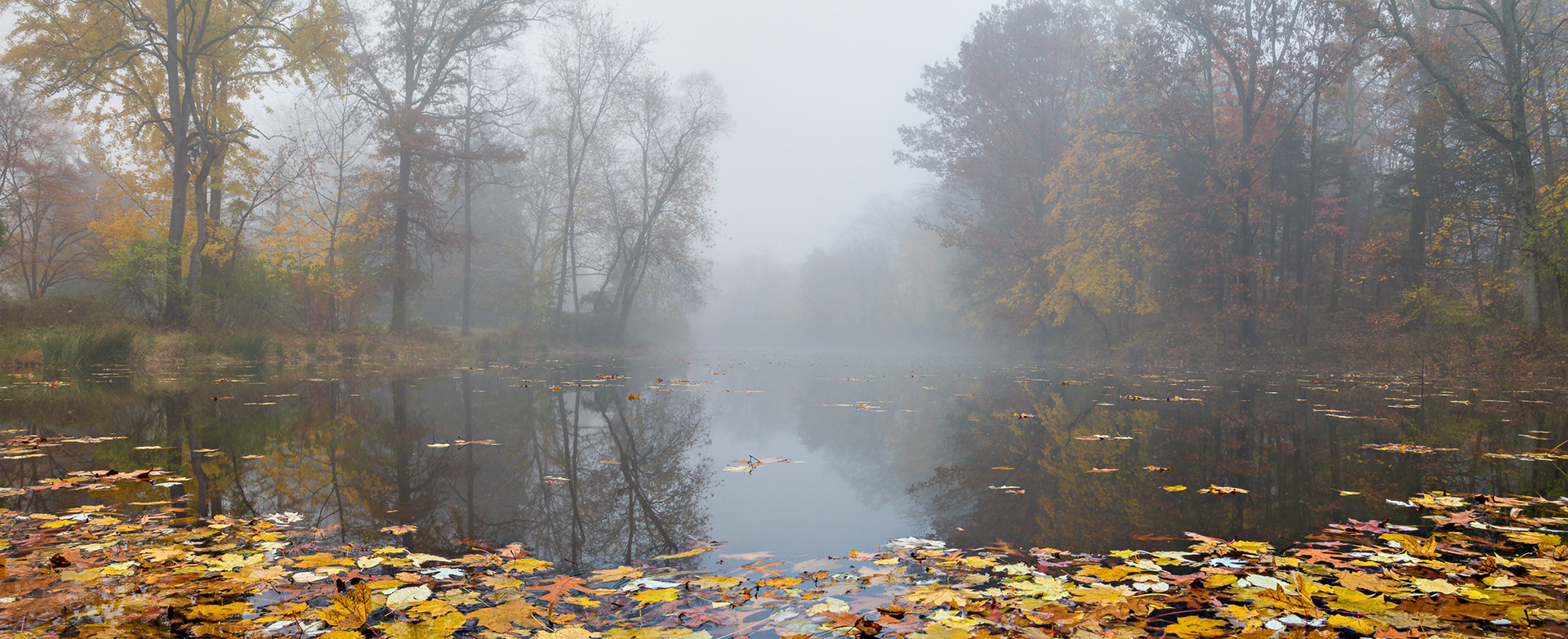 Leaves on the Pond - Somerset, New Jersey