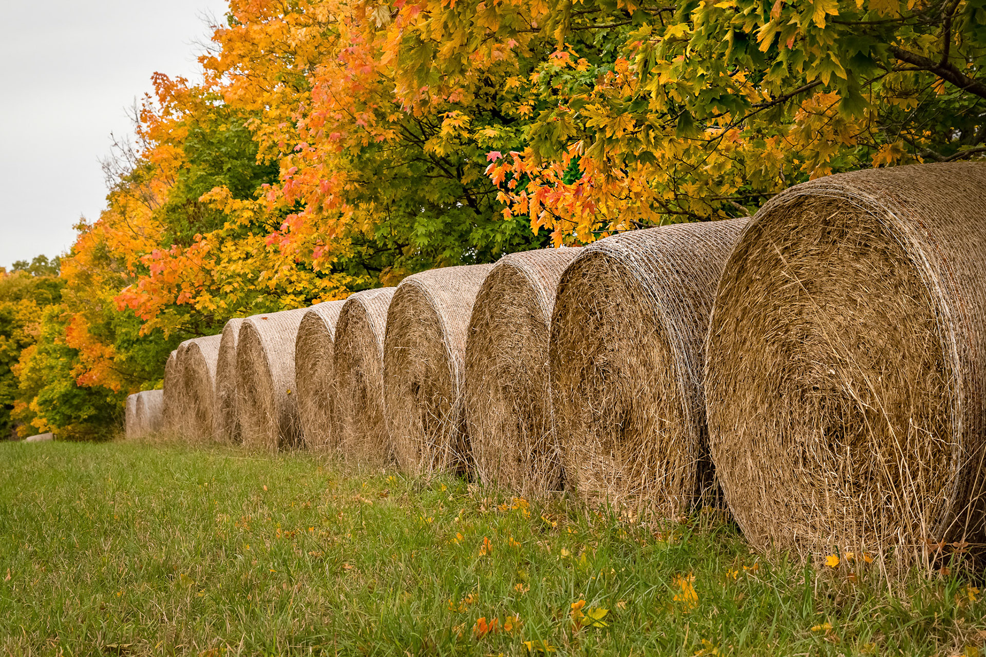 All in a row - hay rolls, Hillsborough, New Jersey