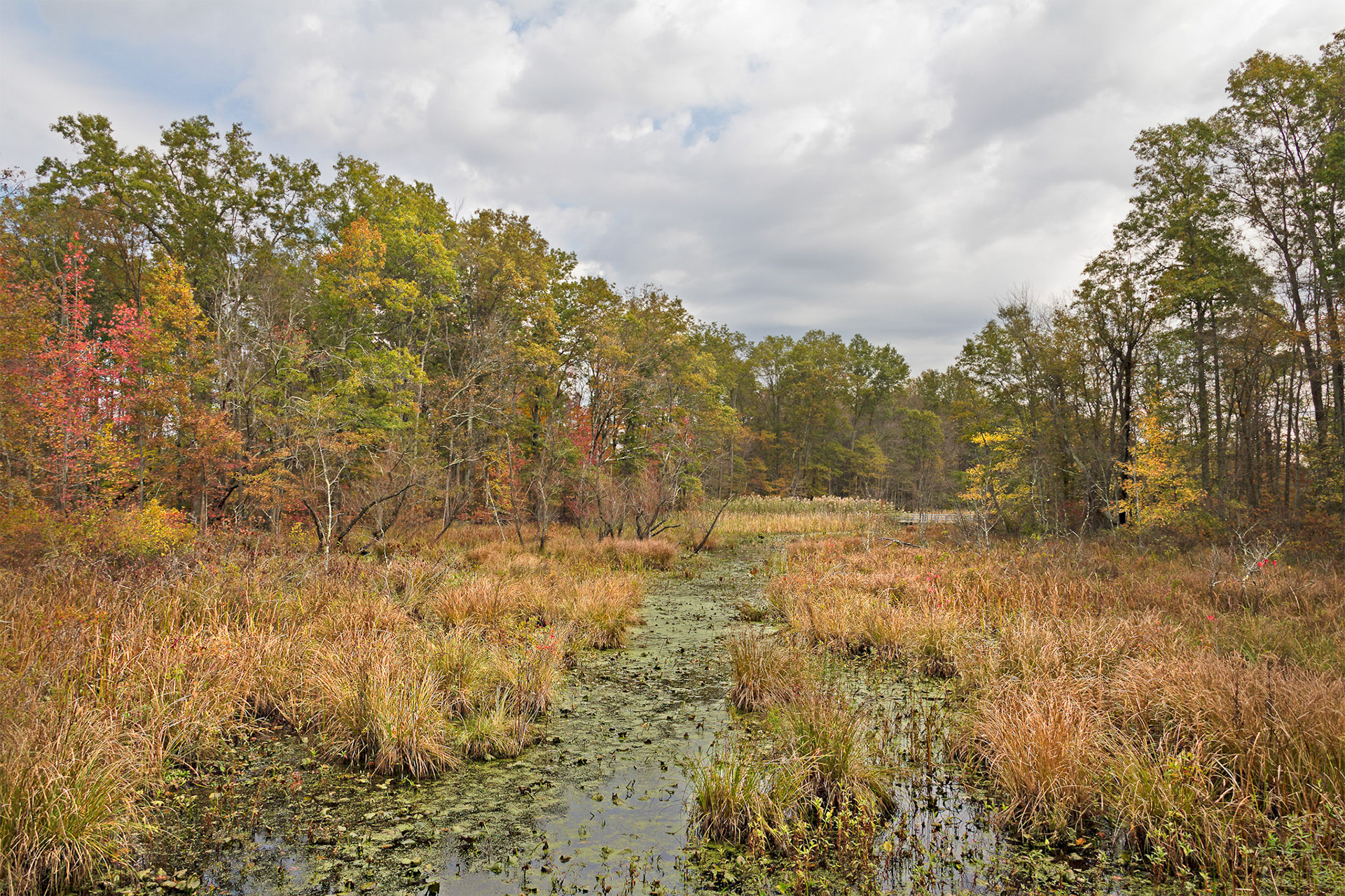 Great Brook - Great Swamp National Wildlife Refuge, New Jersey