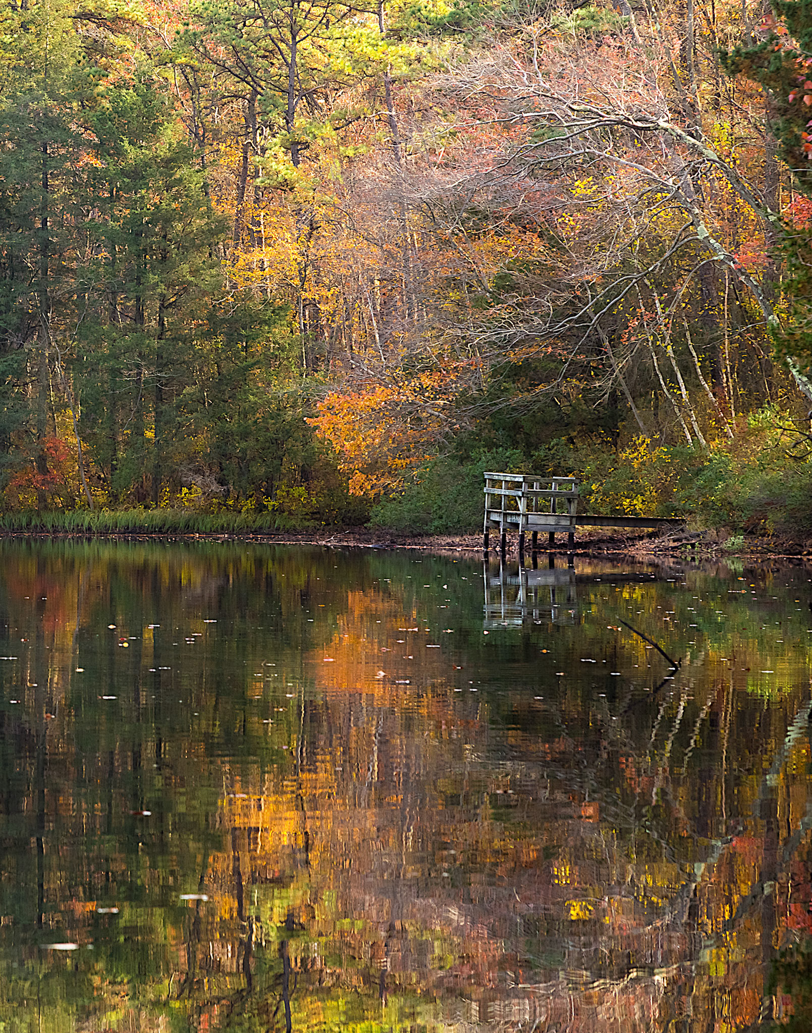 End of Summer - Pakim Pond,  Brendan T. Byrne State Forest, New Jersey