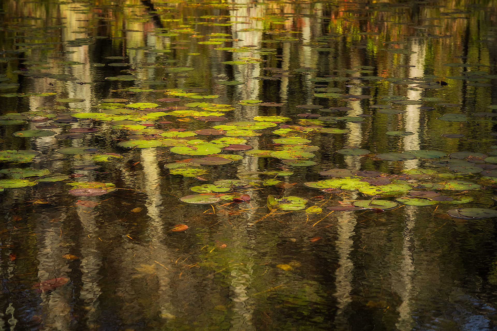 Hidden Pond - Franklin Parker Preserve, New Jersey
