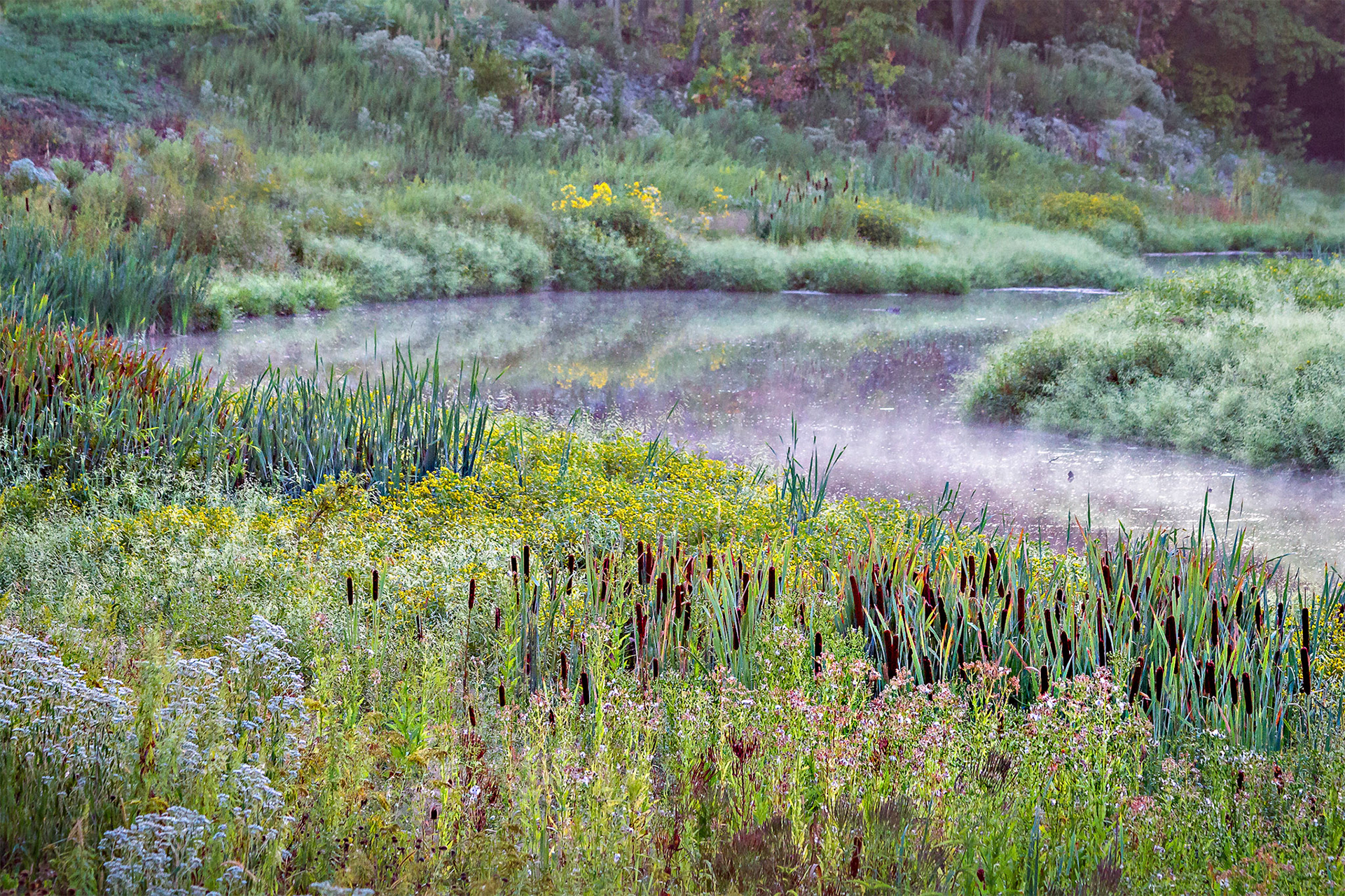 Cattails and Wildflowers - Skillman Park, Somerset County, New Jersey