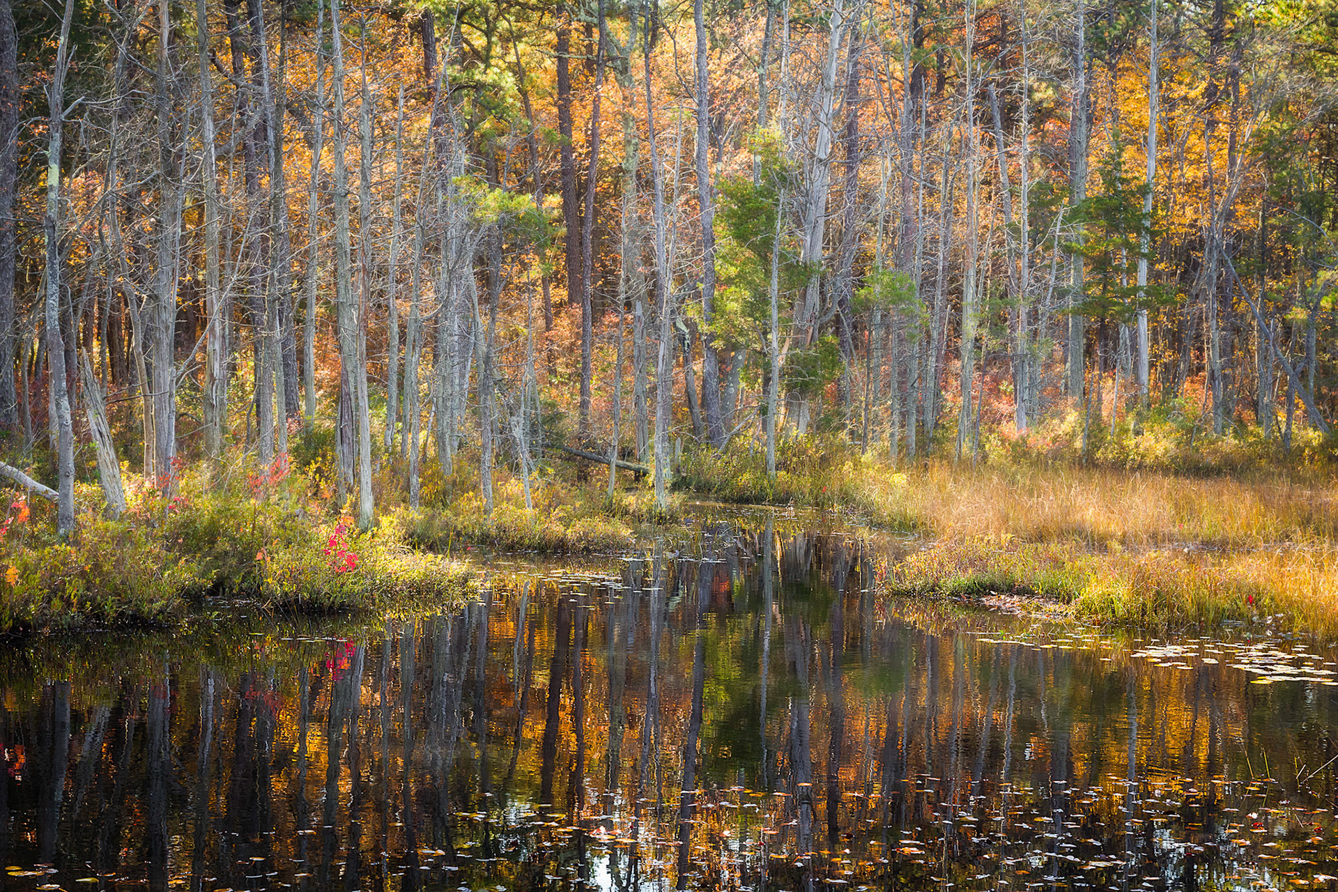 Wading River - Franklin Parker Preserve, New Jersey