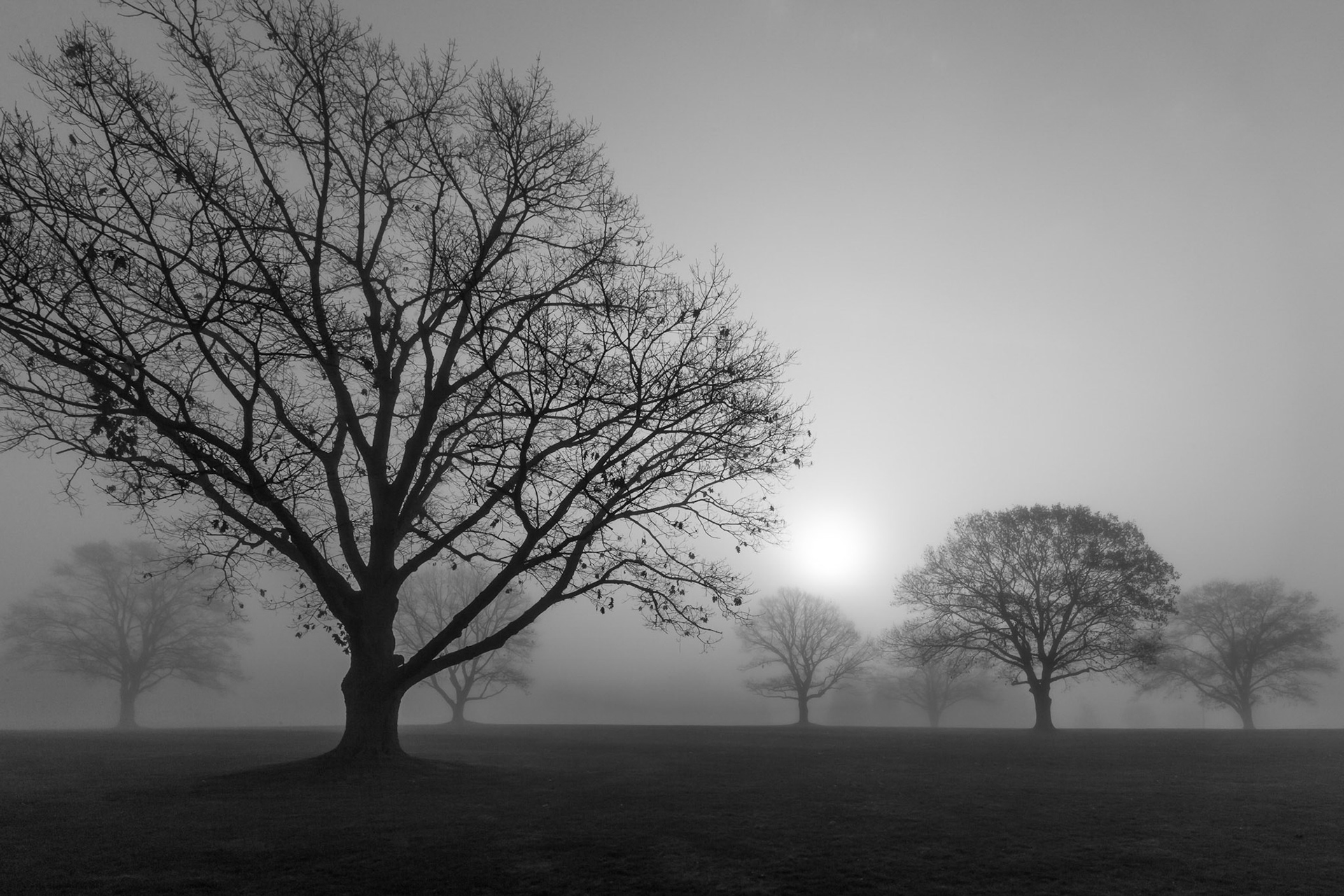 Trees in the Mist - Somerset, New Jersey