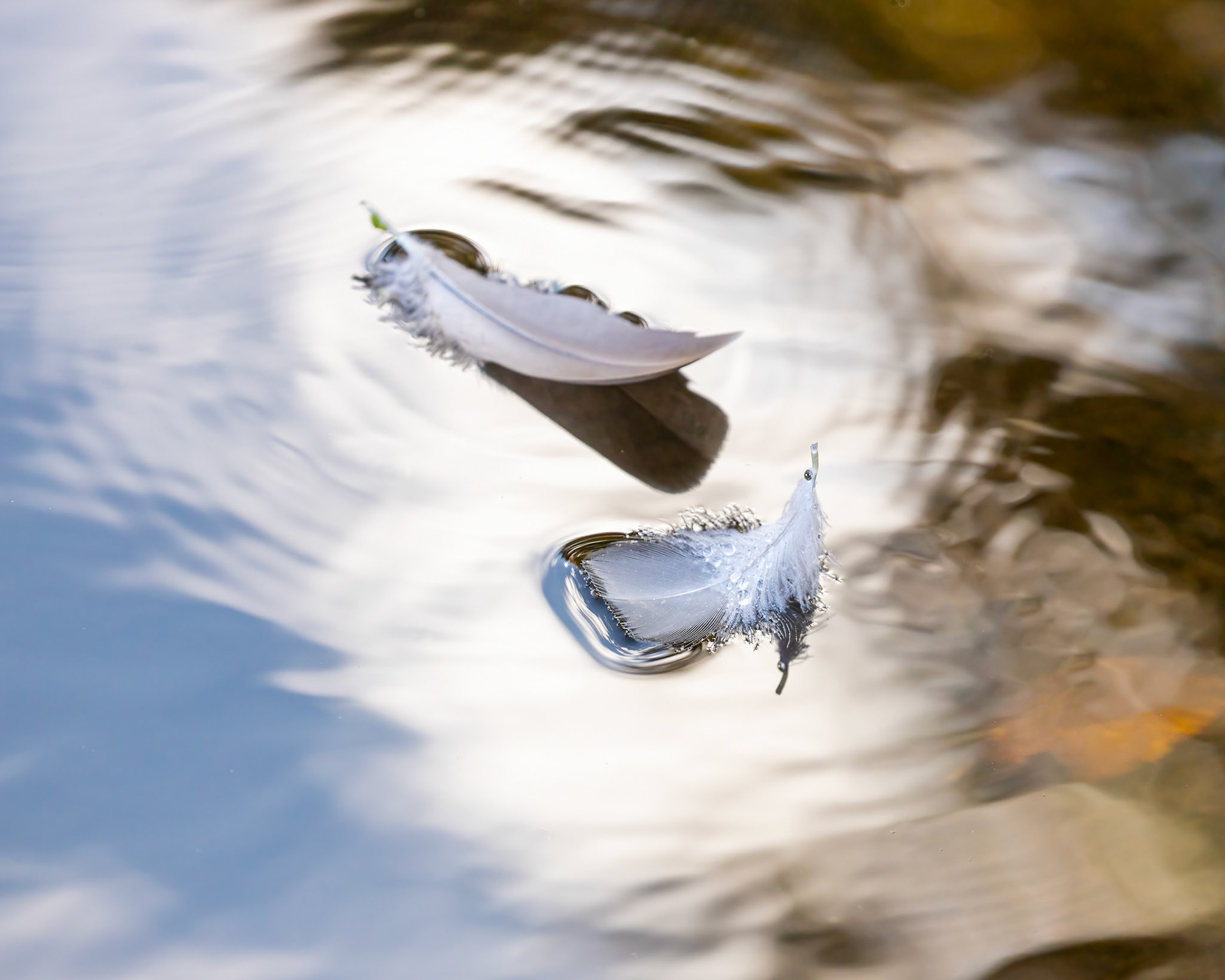 Feathers - Kay's Pond, Chester, New Jersey