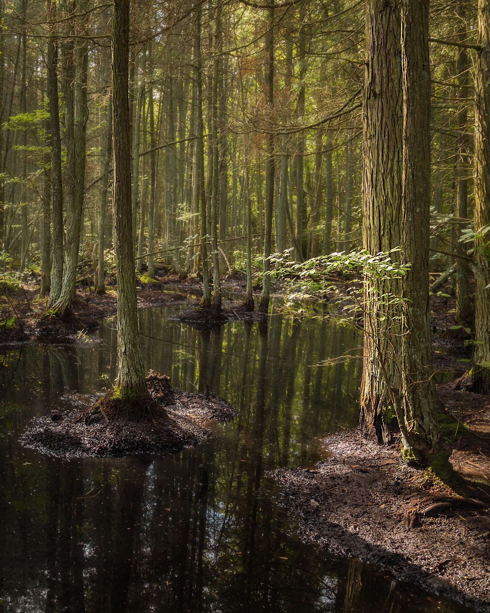 The Pines - Brendan T. Byrne State Forest, New Jersey