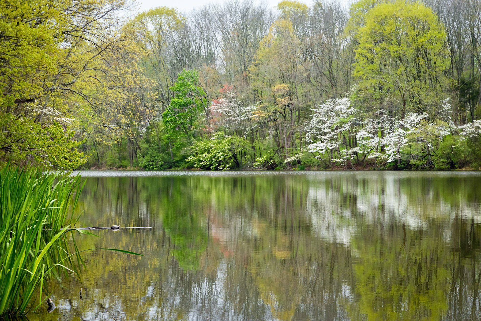 Spring on Palmer Lake  - Mountain Lakes Nature Preserve, New Jersey