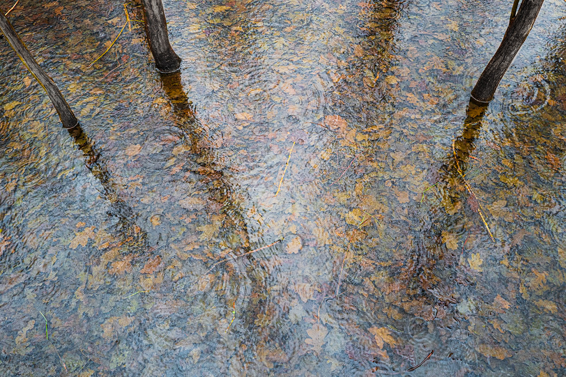 12 | Rain, rain, rain