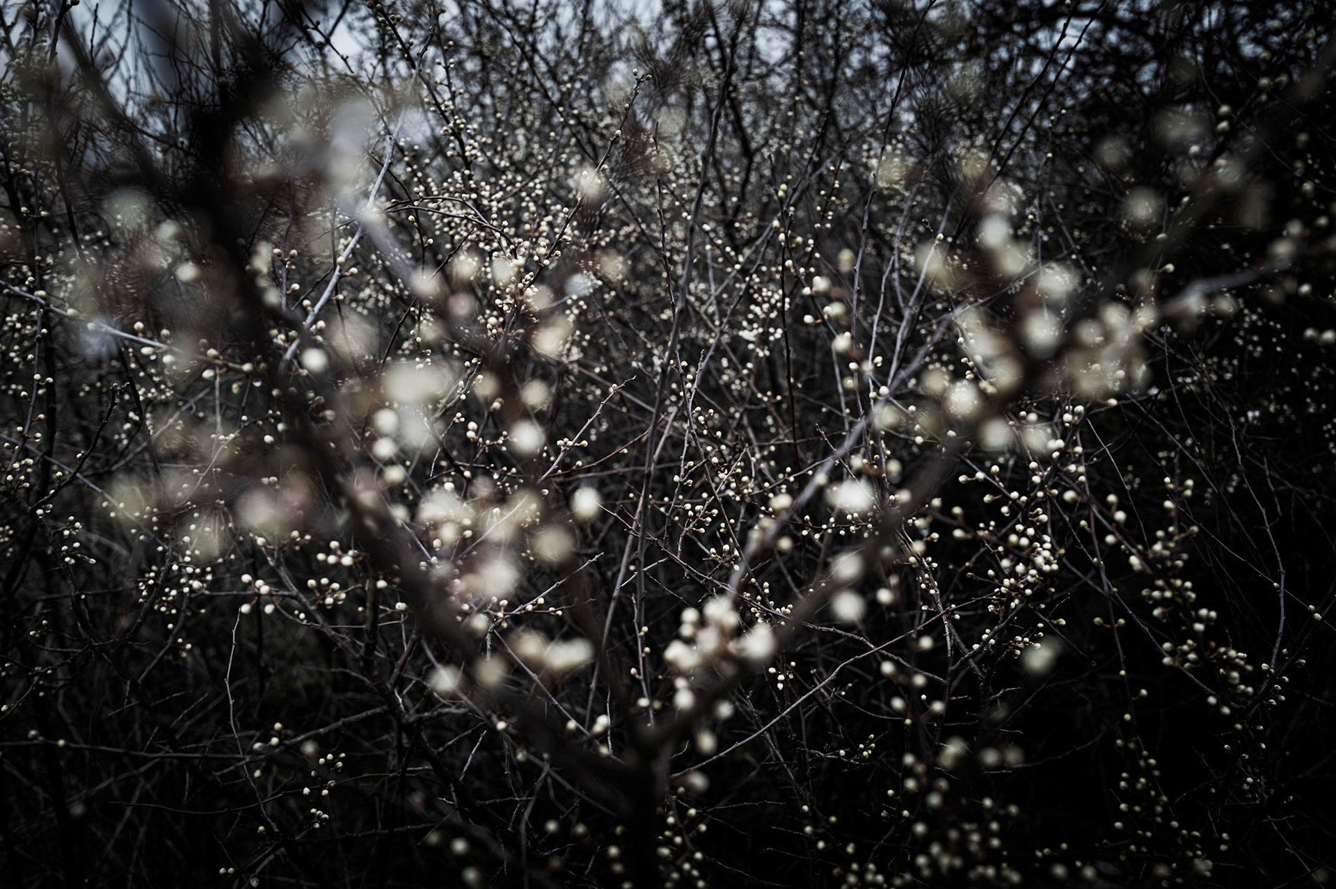 11 | Blackthorn constellation