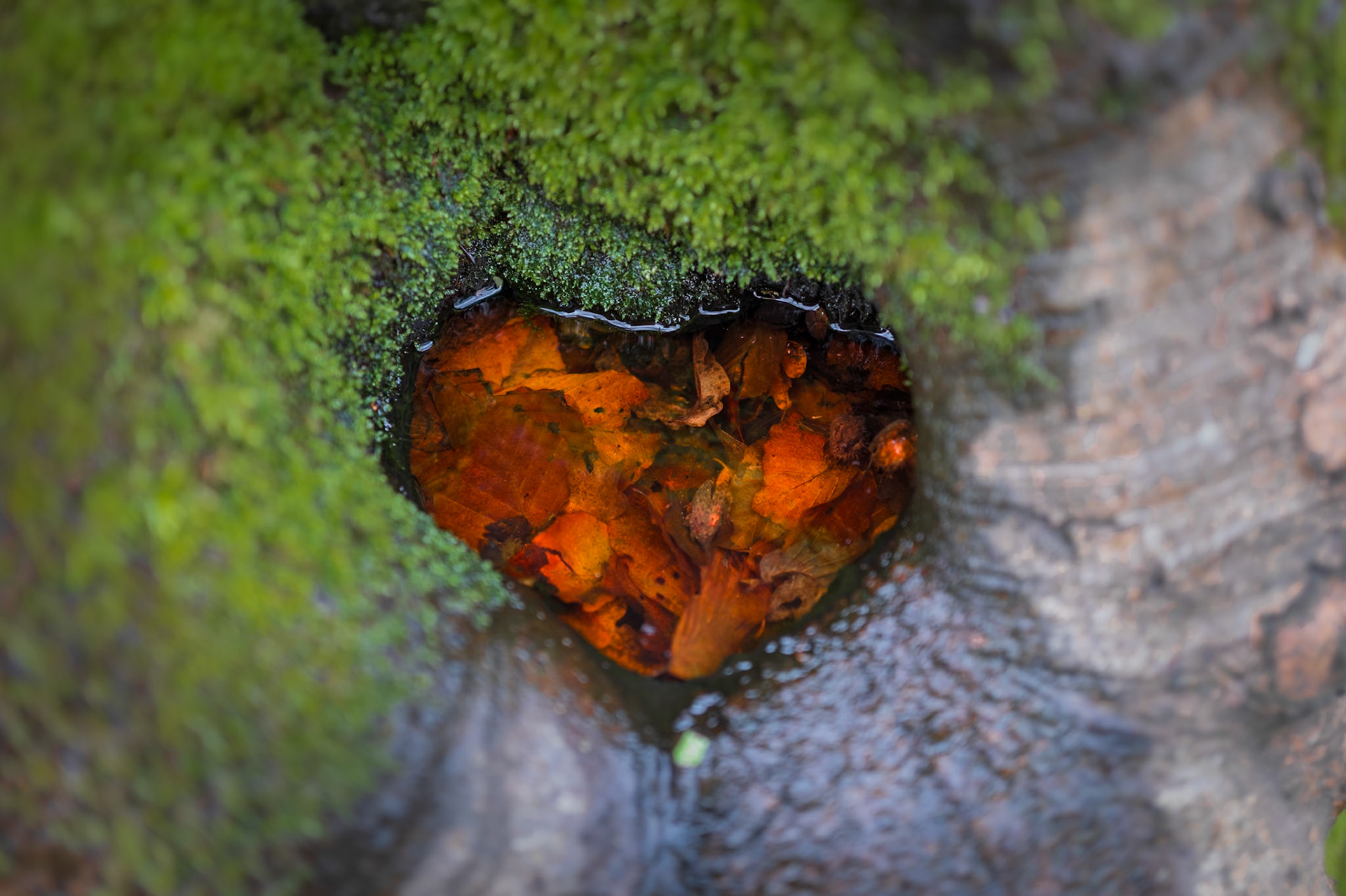 2 | Tree Heart