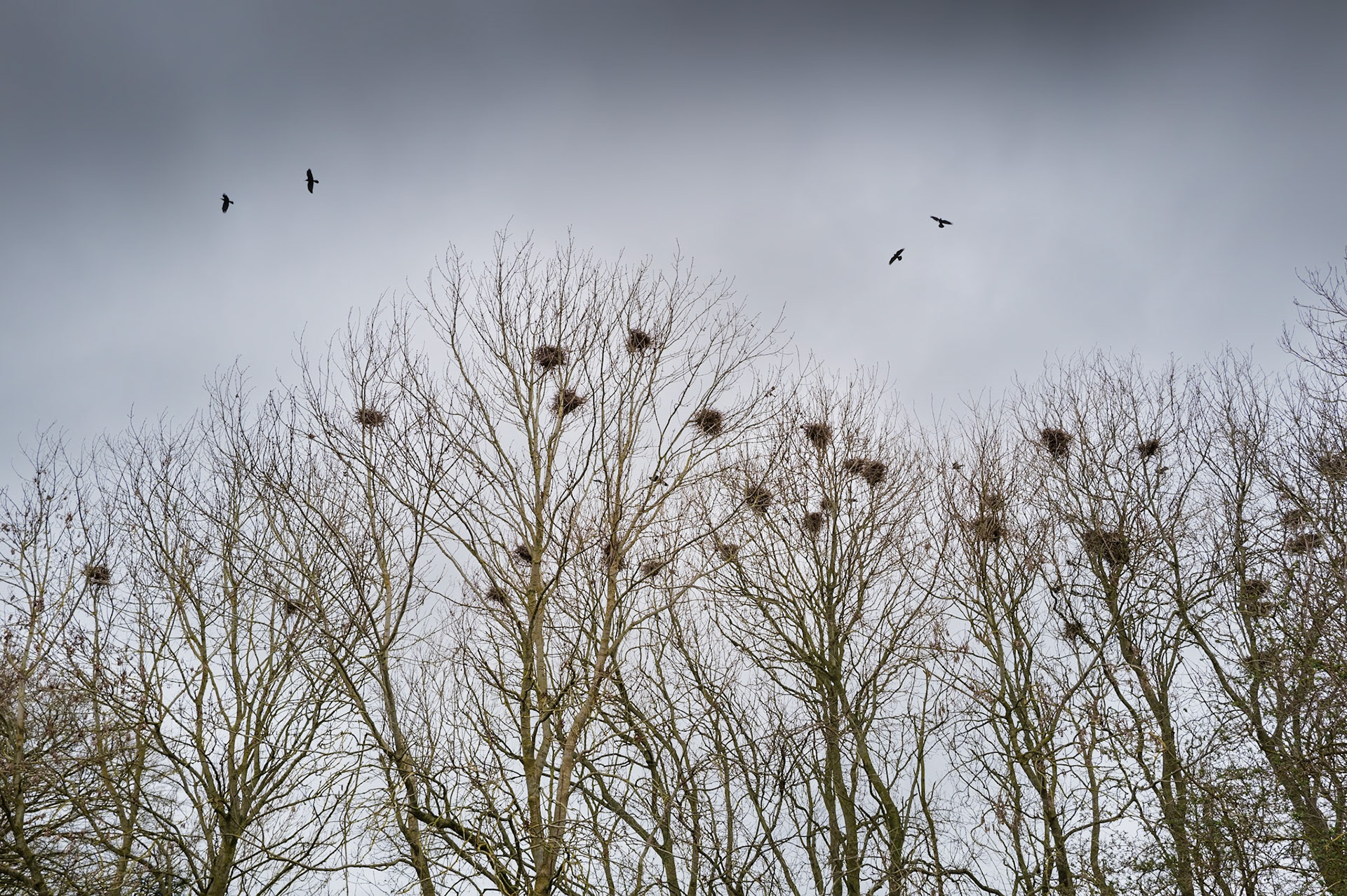 13 | Ash Rookery