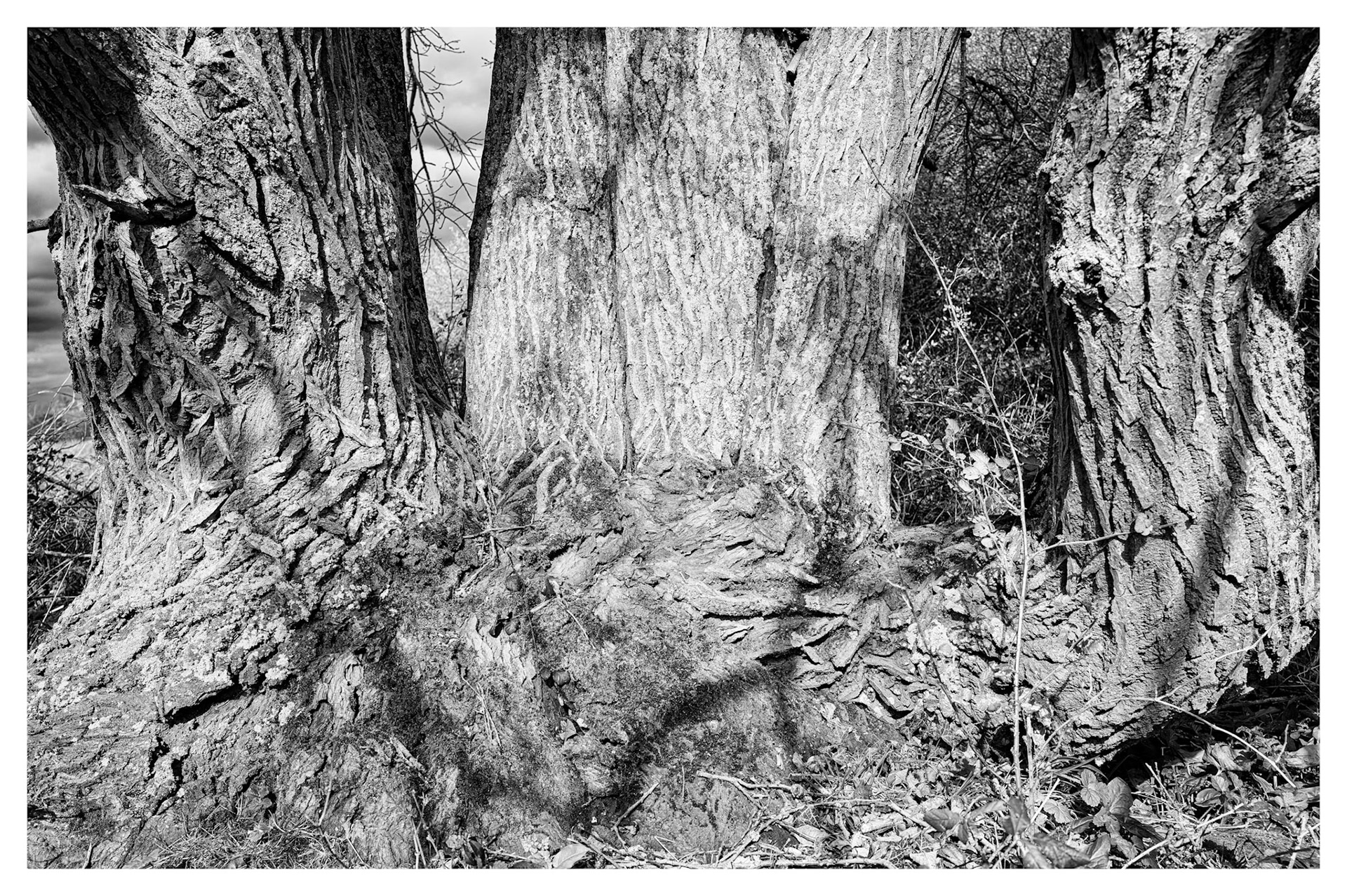 14 | The Old Goat (Willow)