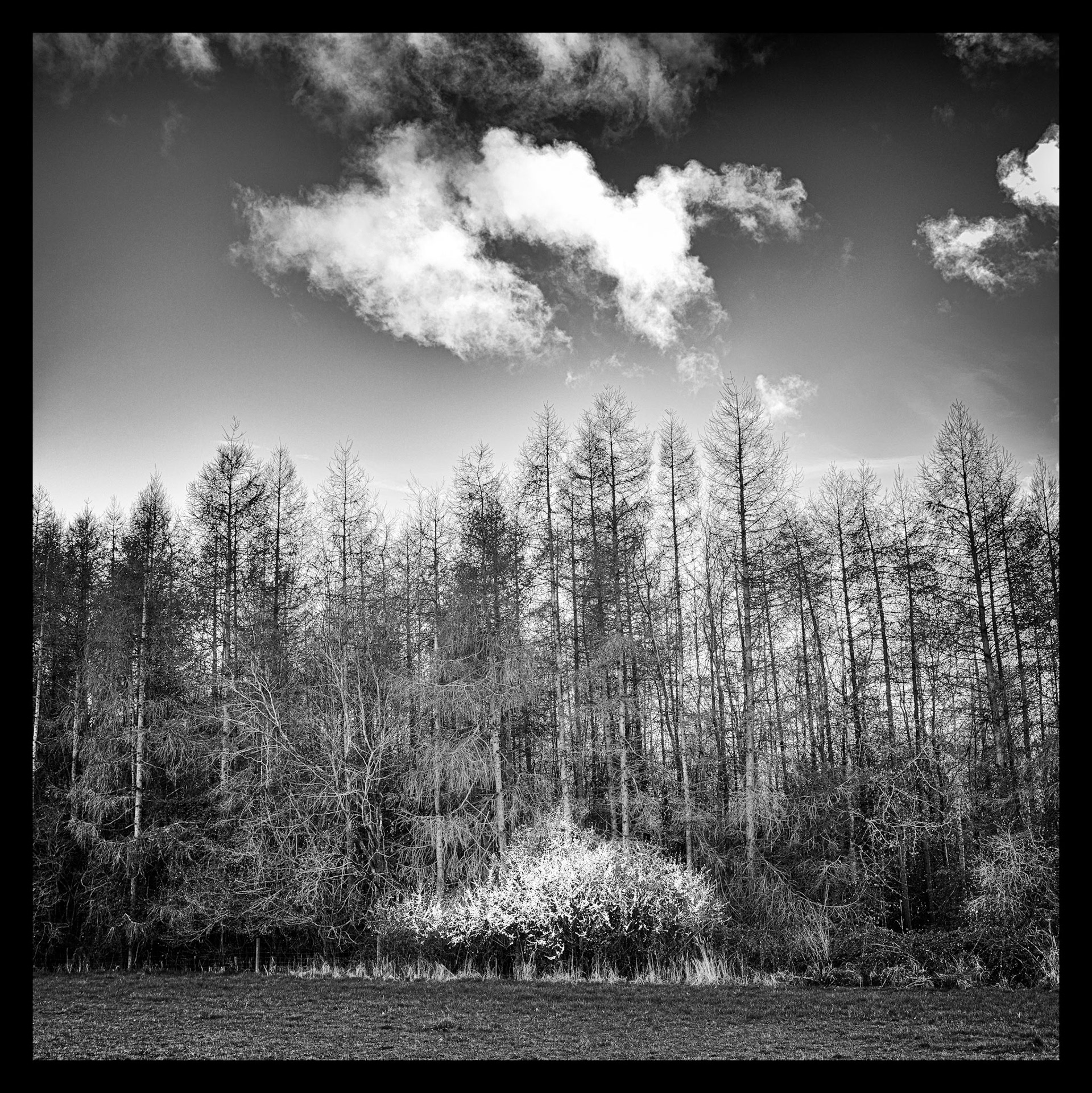 15 | Blackthorn Cloud