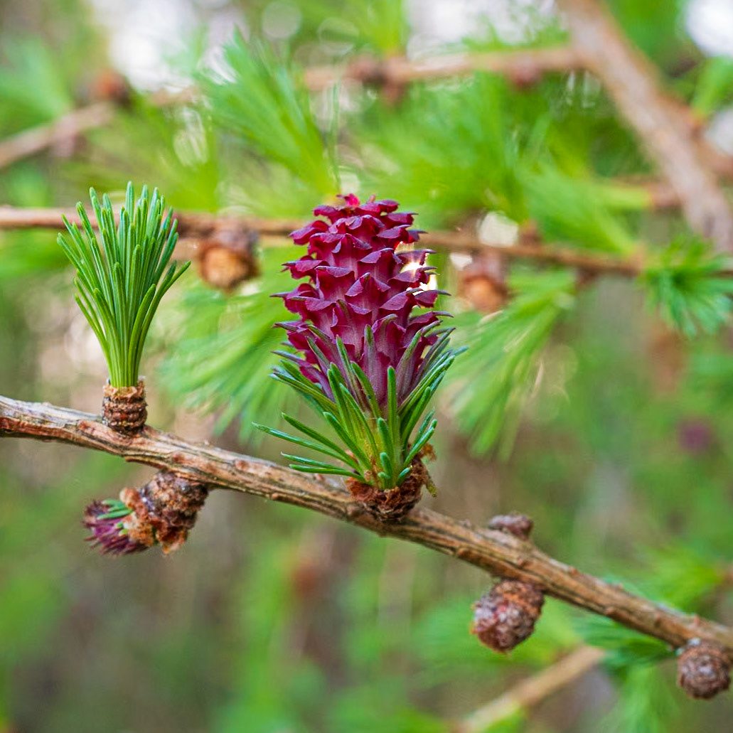 22 | Larch flower