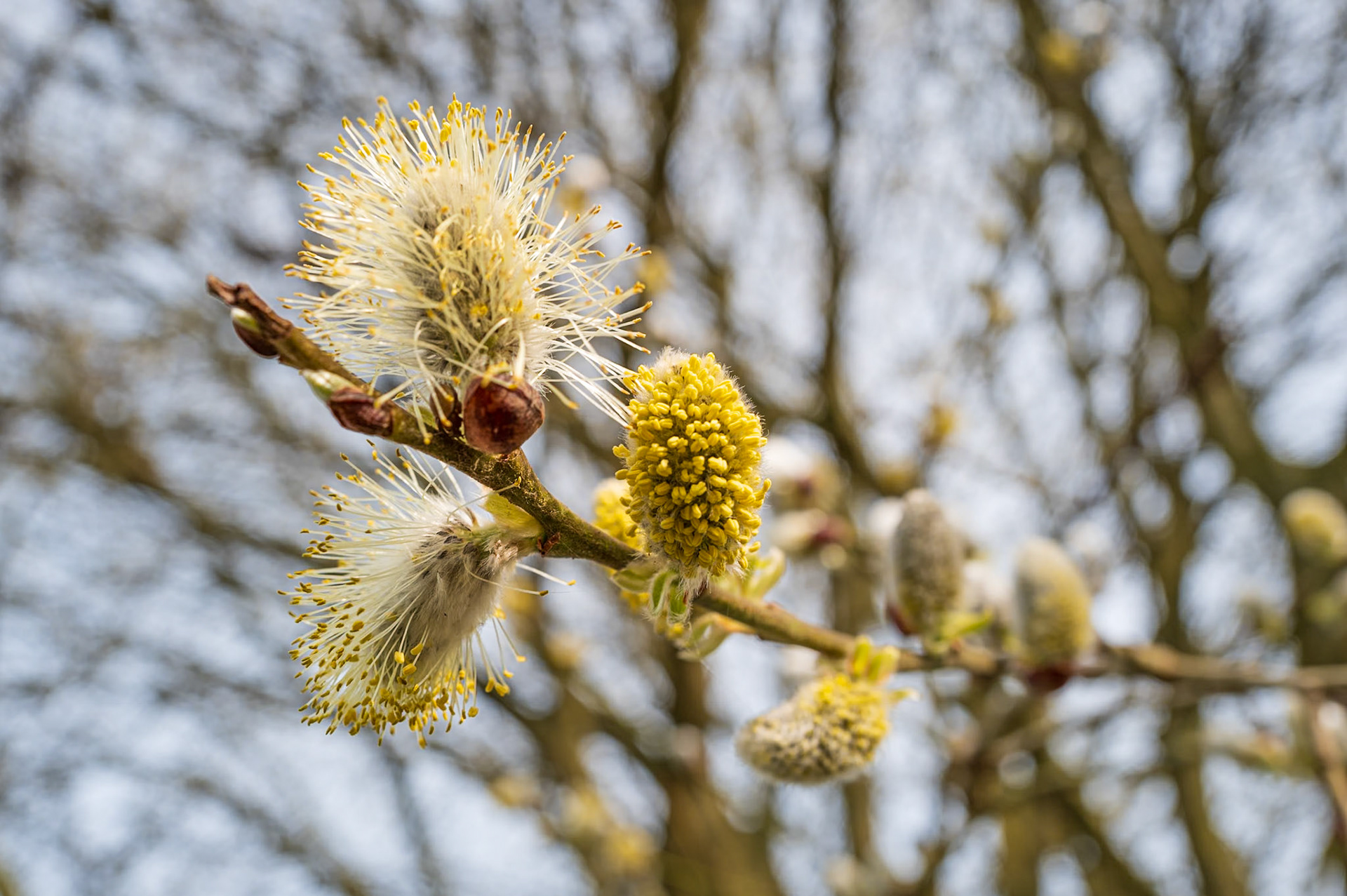 26 | Pussy Willow
