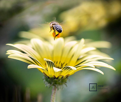 Code: F07 - Busy Bee and Yellow Flower.