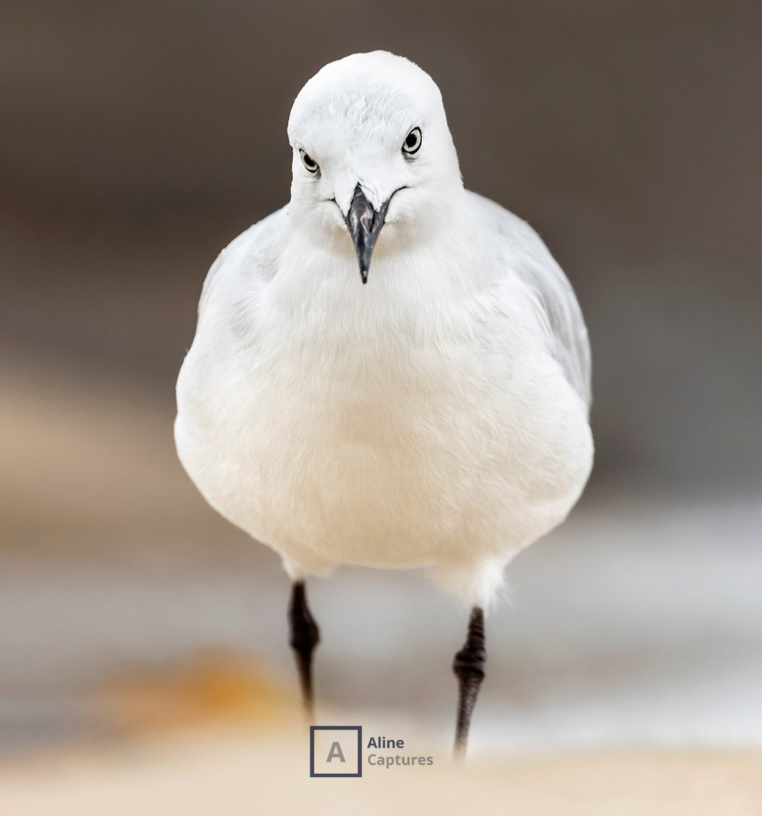 Code: W21 - Silver Gull