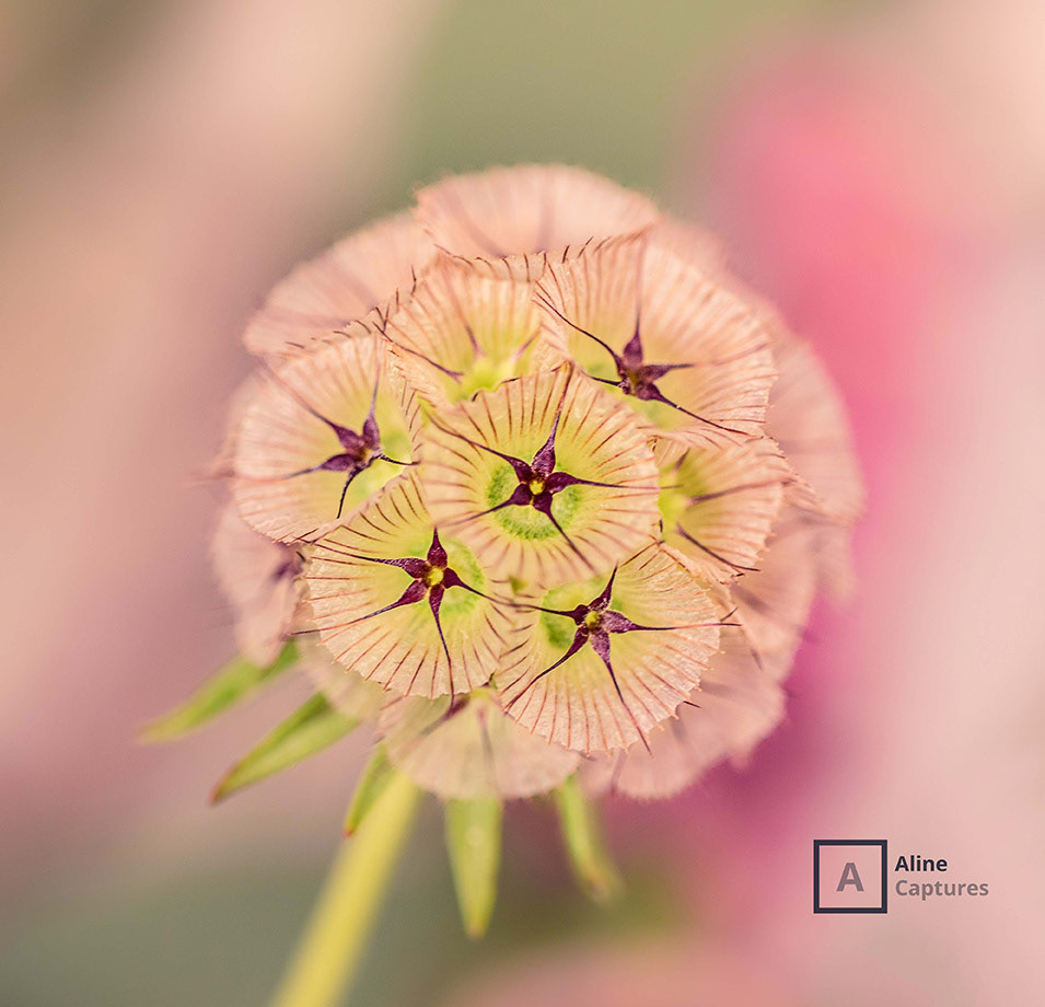 Code: F08 - Pink Flower