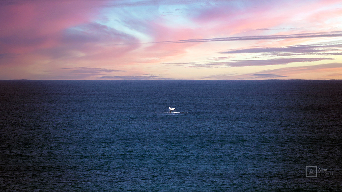 Code: L12 - Whale Watching in South West, WA.