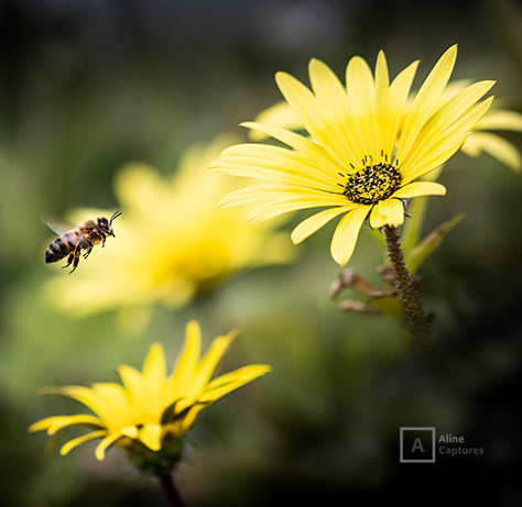 Code: F09 - Busy Bee and Yellow Flower. 