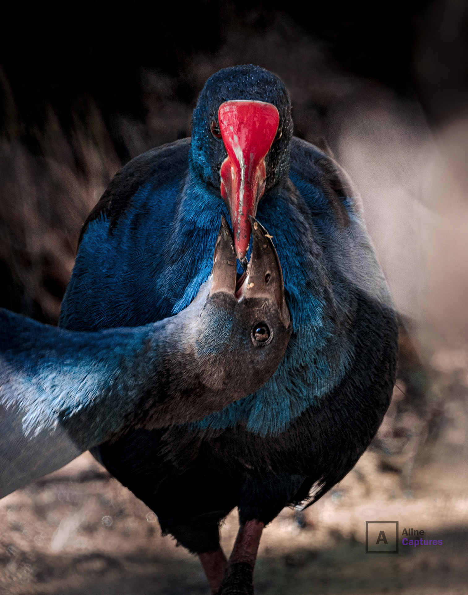 Code: W41 - Purple Swamphen