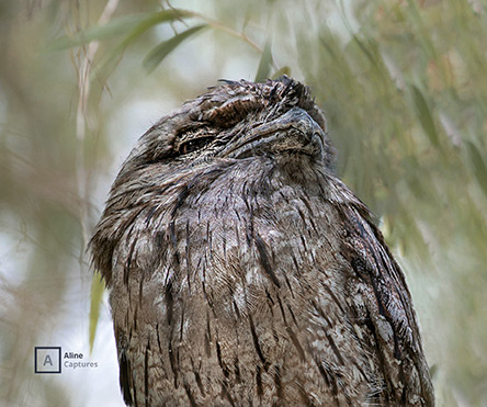 Code: W32 - Tawny Frogmouth