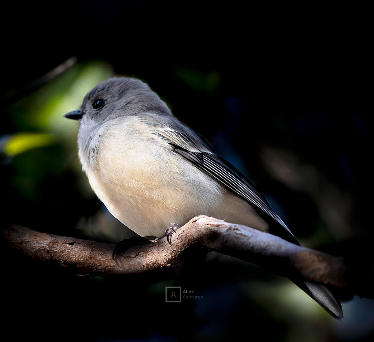 Code: W17 - White-breasted Robin