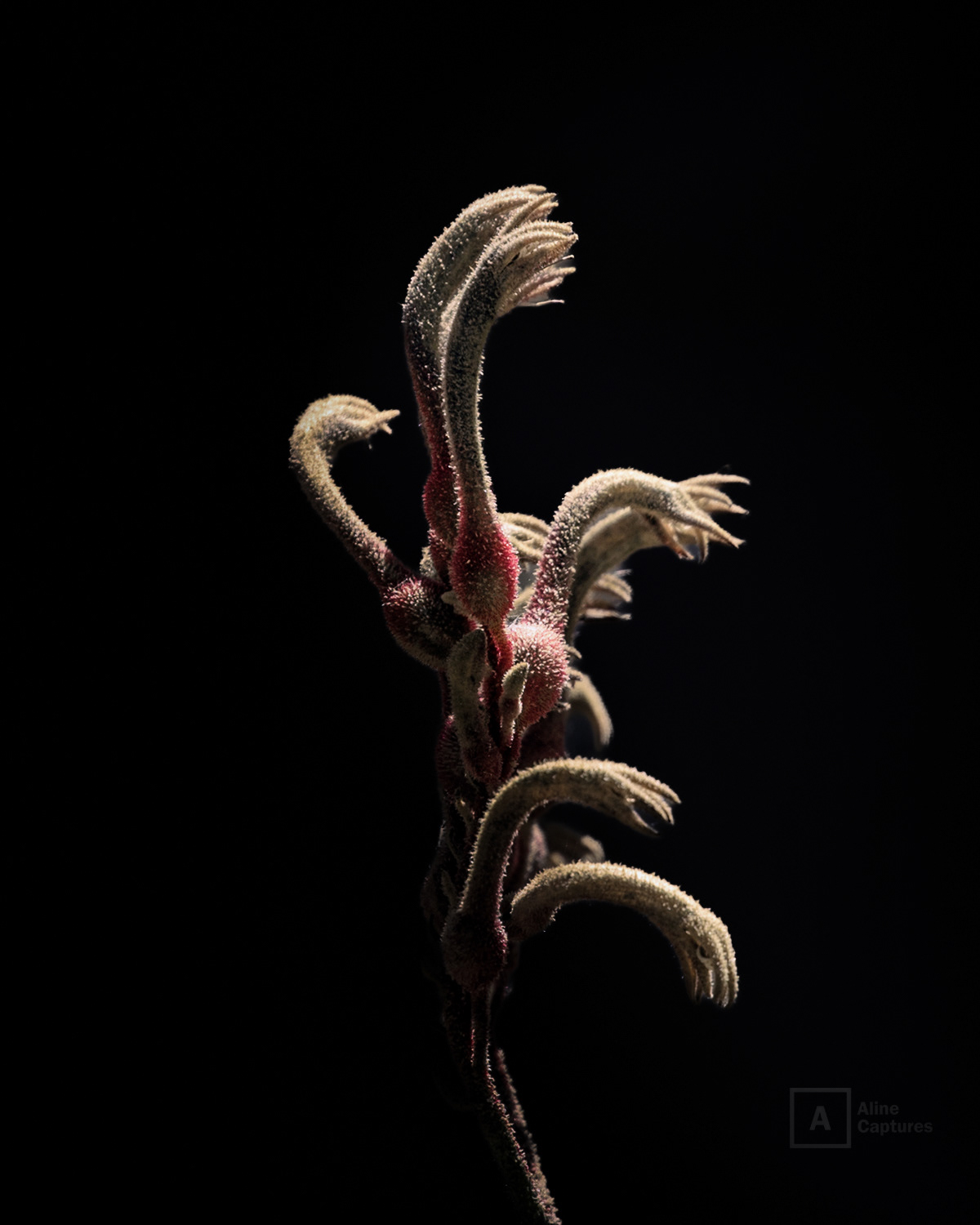 Code: F20 - Kangaroo Paws