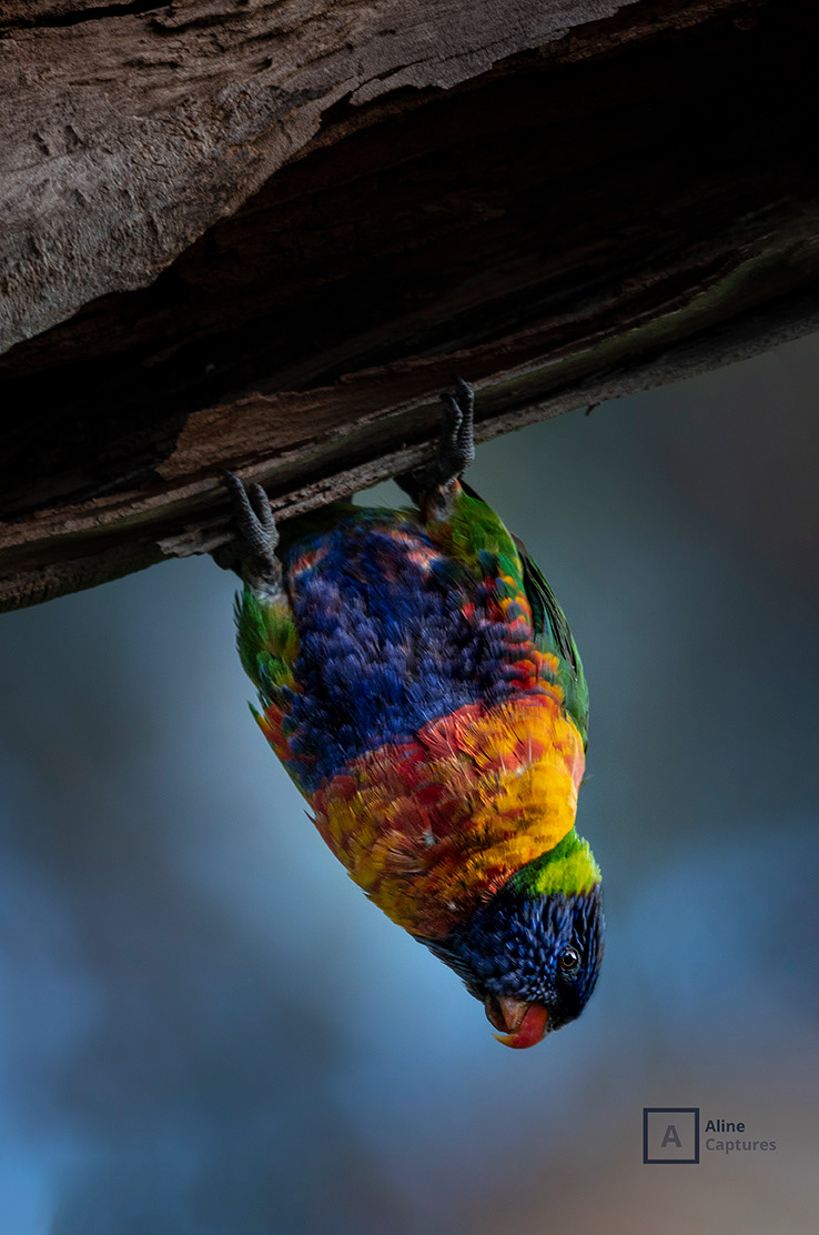 Code: W13 - Rainbow Lorikeet