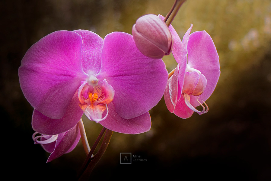 Code: F14 - Pink Orchideas