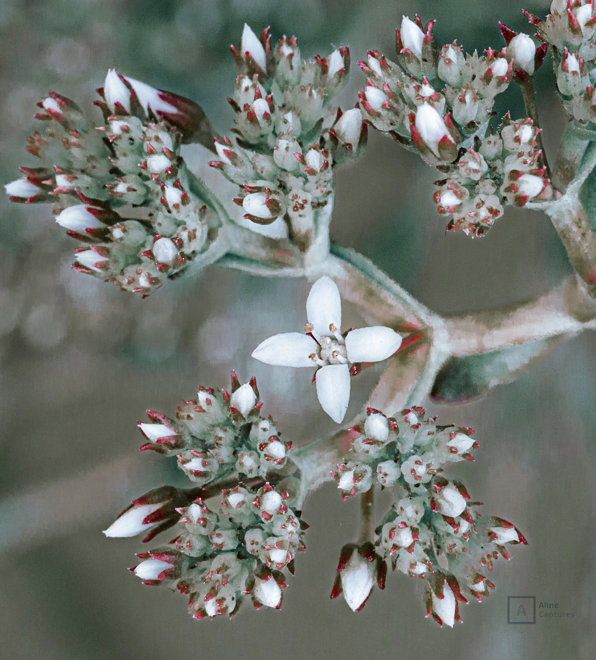 Code: F21 - Little Sucullent