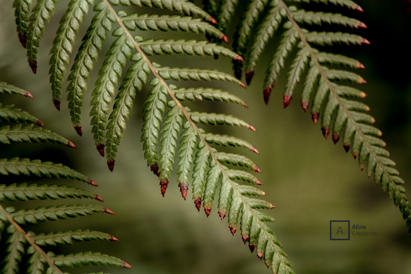 Code: F11 - Green Leaves